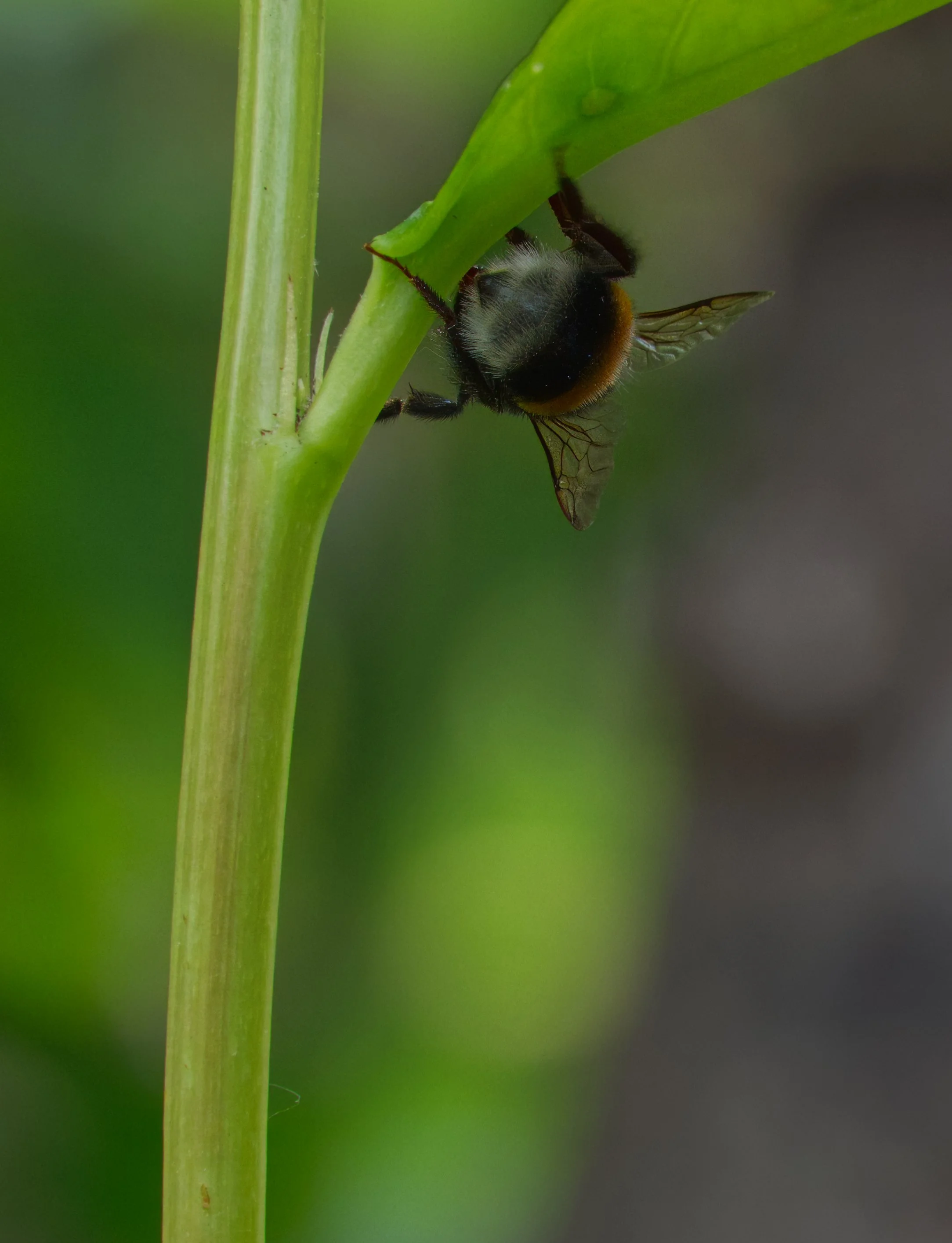 Koog Bee BTM DSC06162.jpg