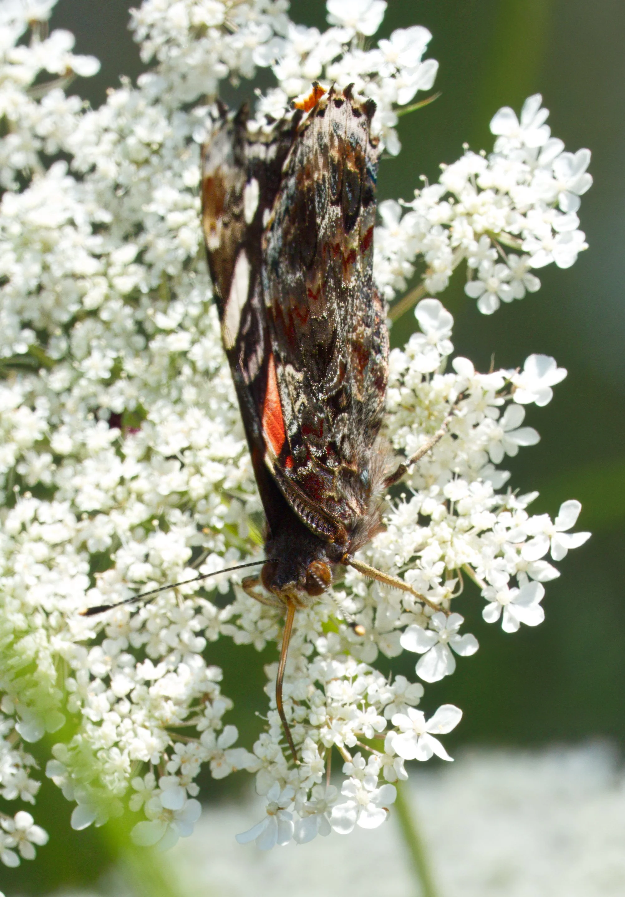 Red Admiral using its proboscis to feed on Queen Anne's Lace