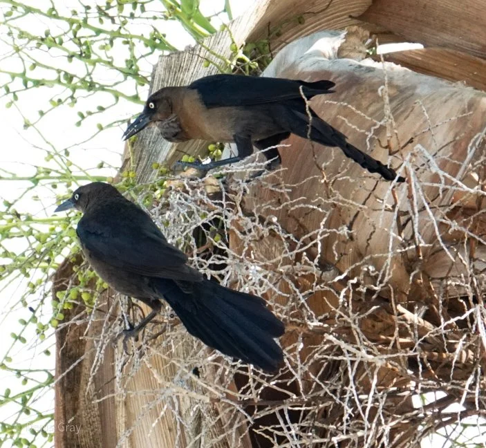 Great-tailed Grackle pair, Belize City, Belize
