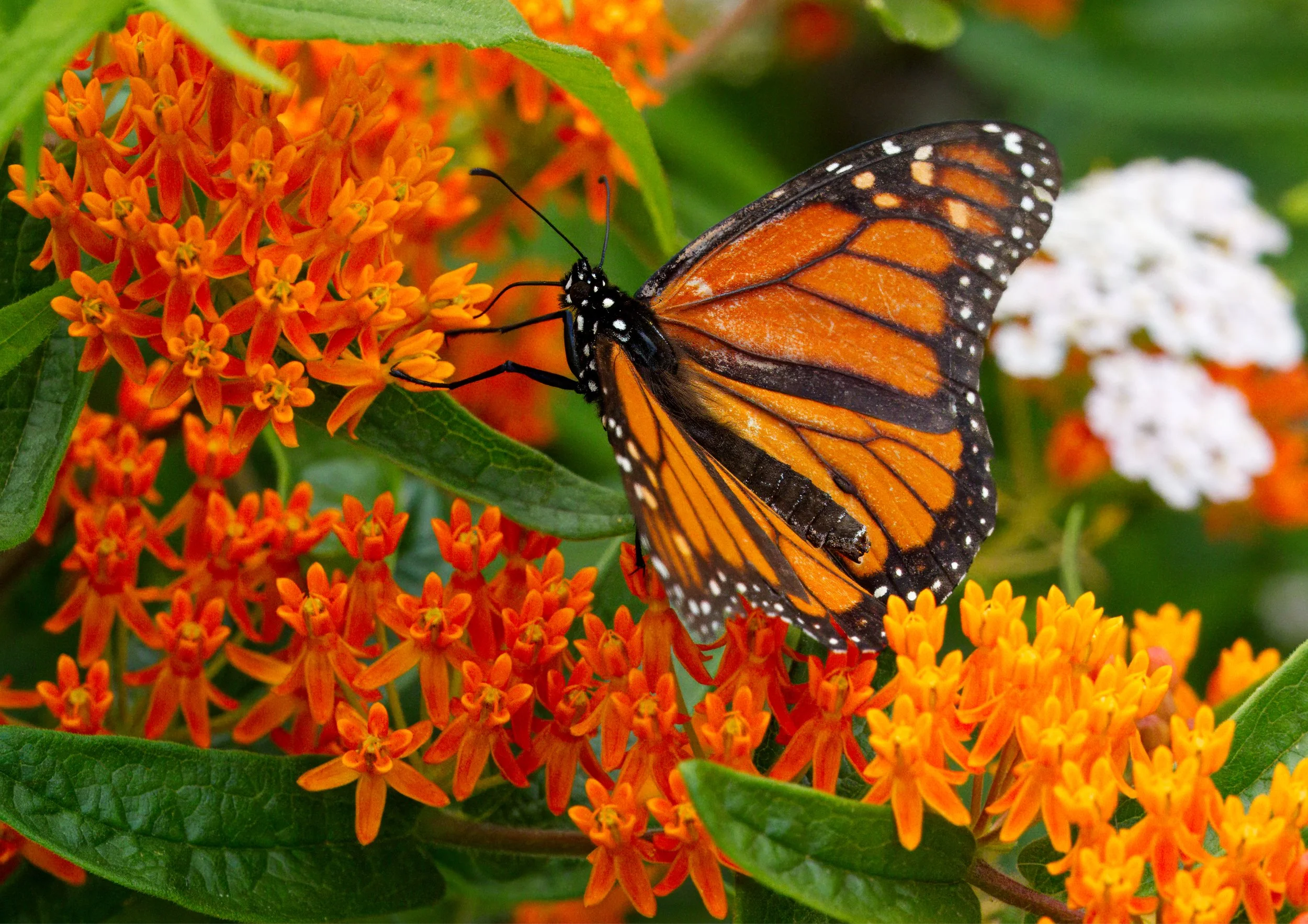  Monarch Butterfly on Asclepias tuberosa (Butterfly Weed)