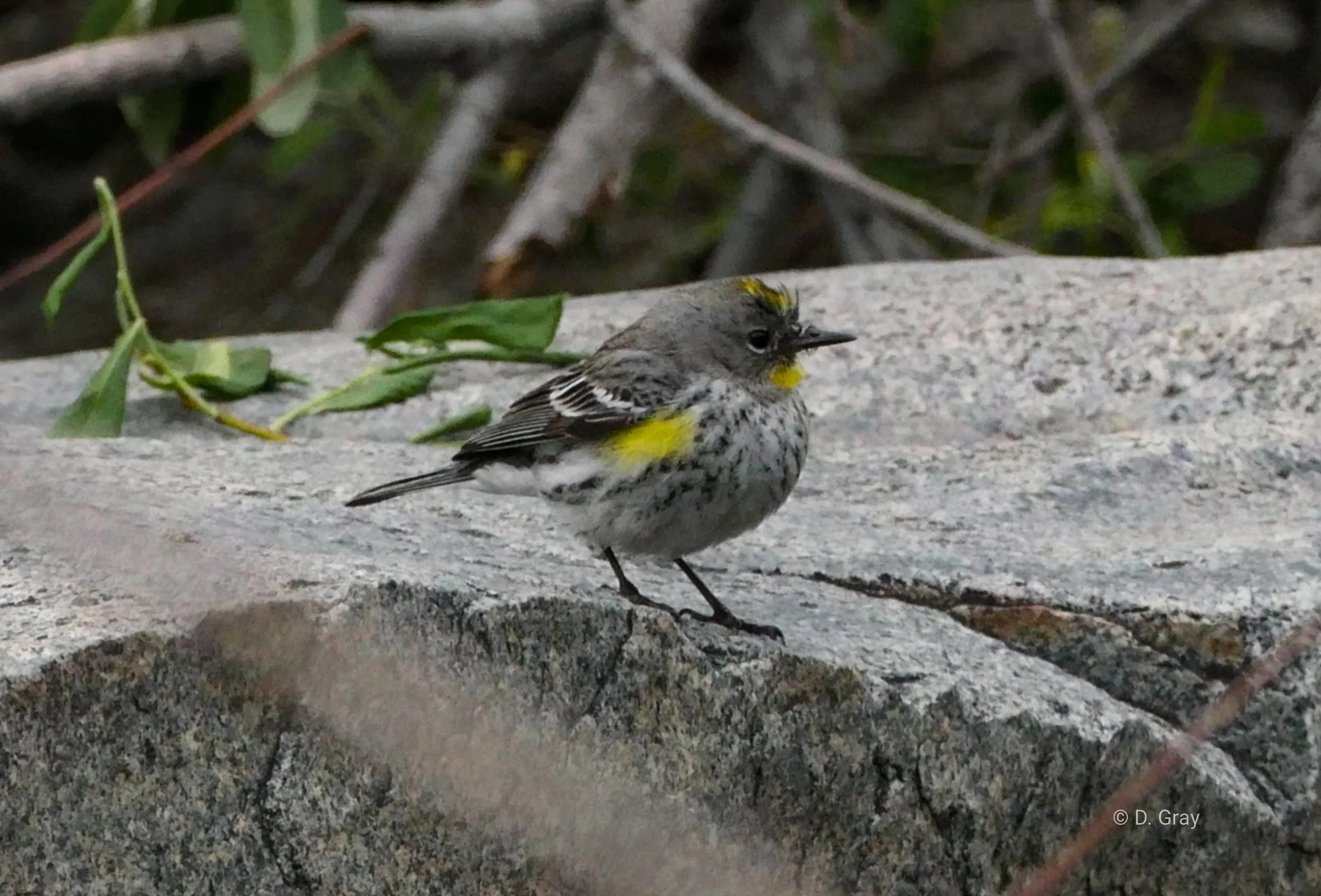 Yellow-rumped Warbler