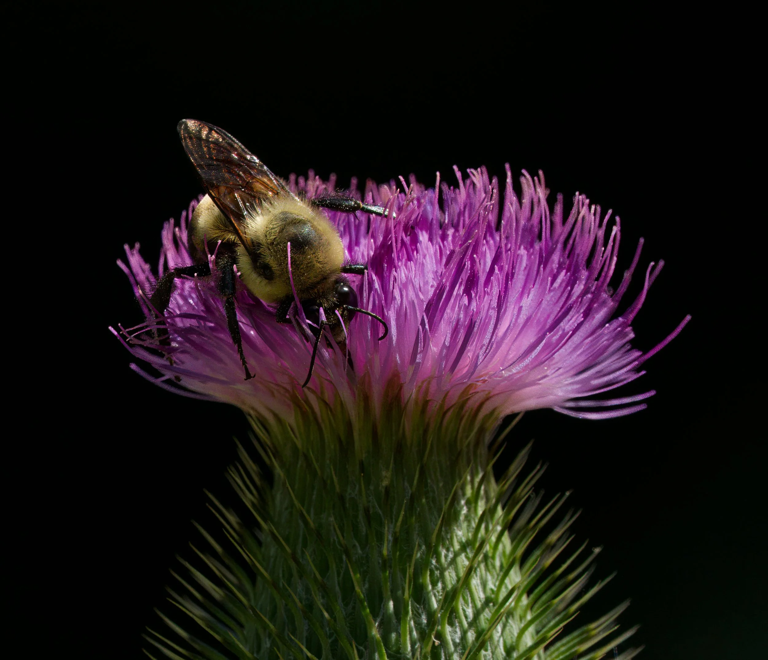 Bumblebee on a Thistle bloom