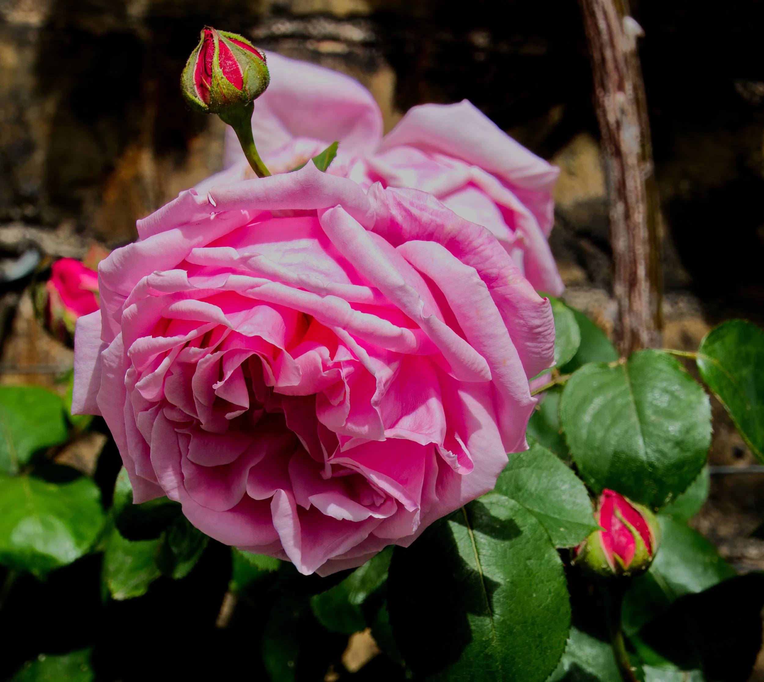 Rose, Obelisk Walk, Blackrock, Dublin