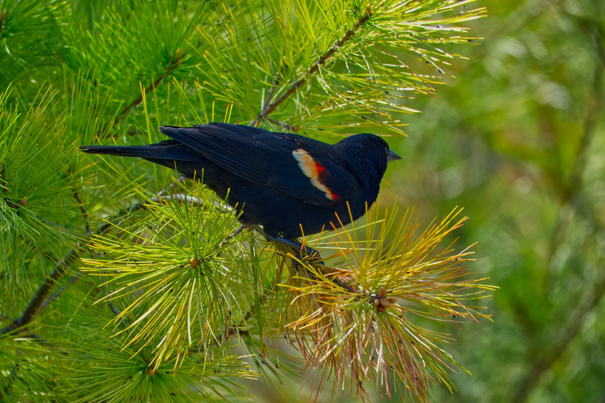 A Red-winged Blackbird, male, Tommy Thompson Park, Toronto