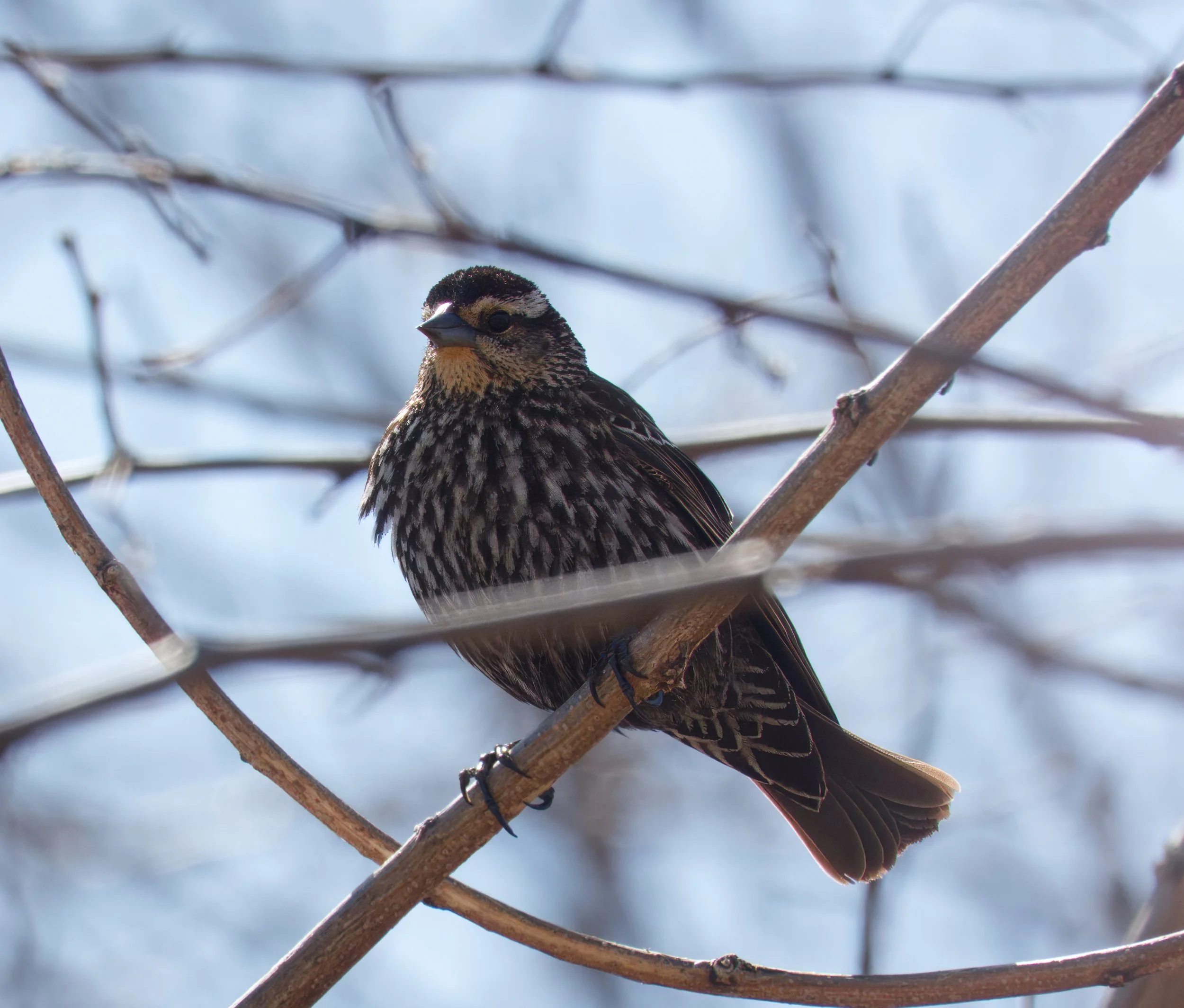 A Red-winged Blackbird, female, Tommy Thompson Park, Toronto