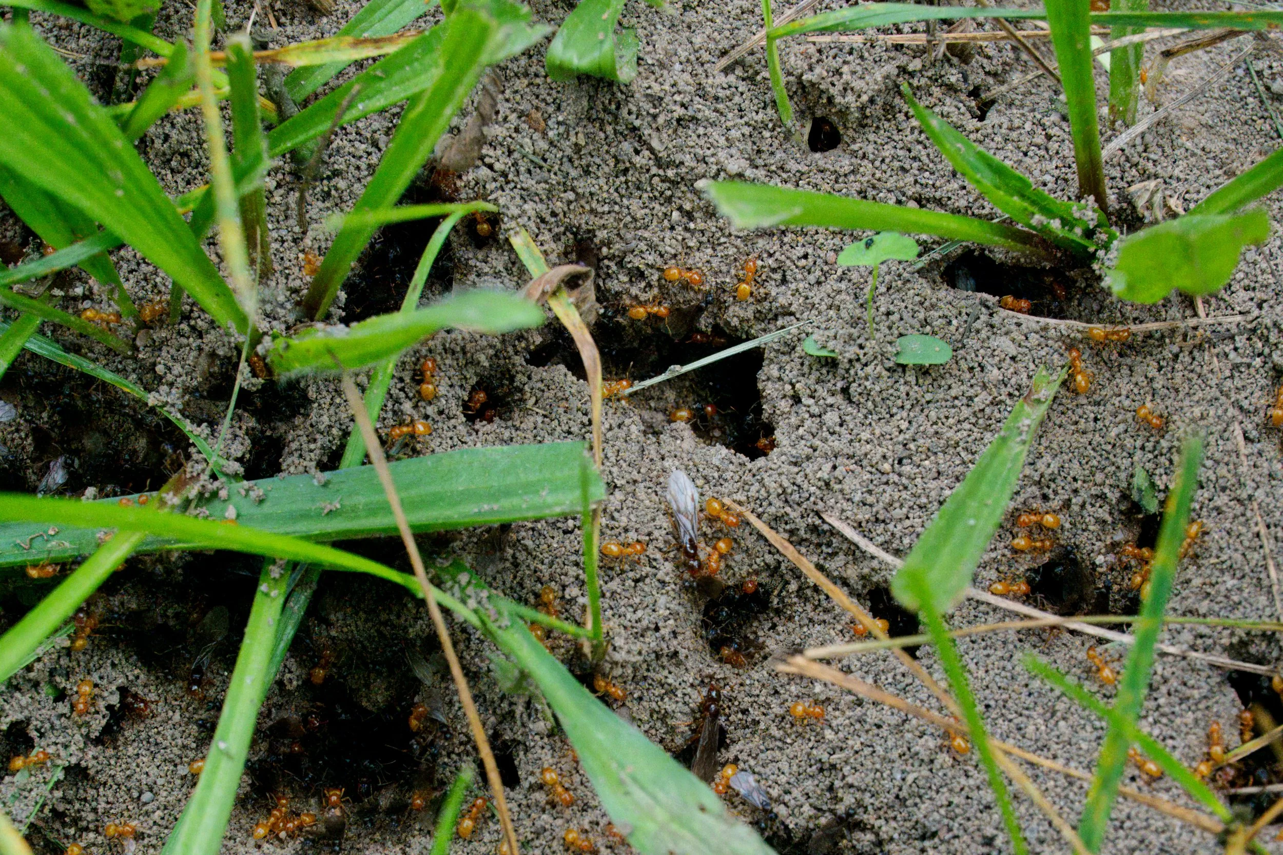 Ants, yes. Likely to be Citronella Ants but they could be European Fire Ants. I chose not to test that theory.
