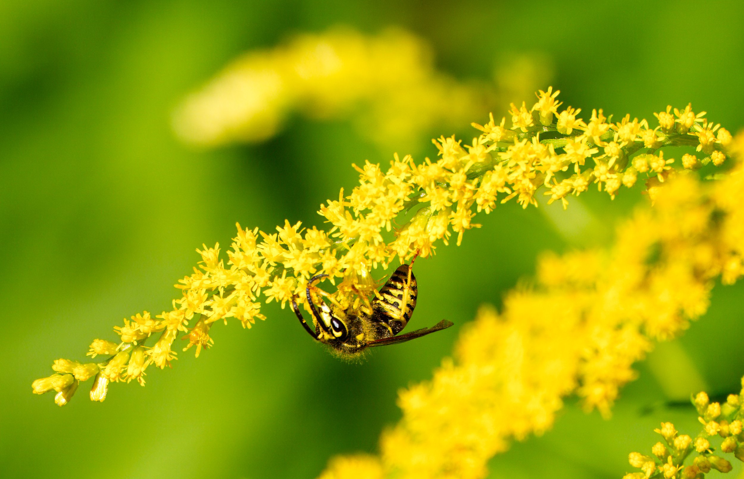 Yellow Jacket