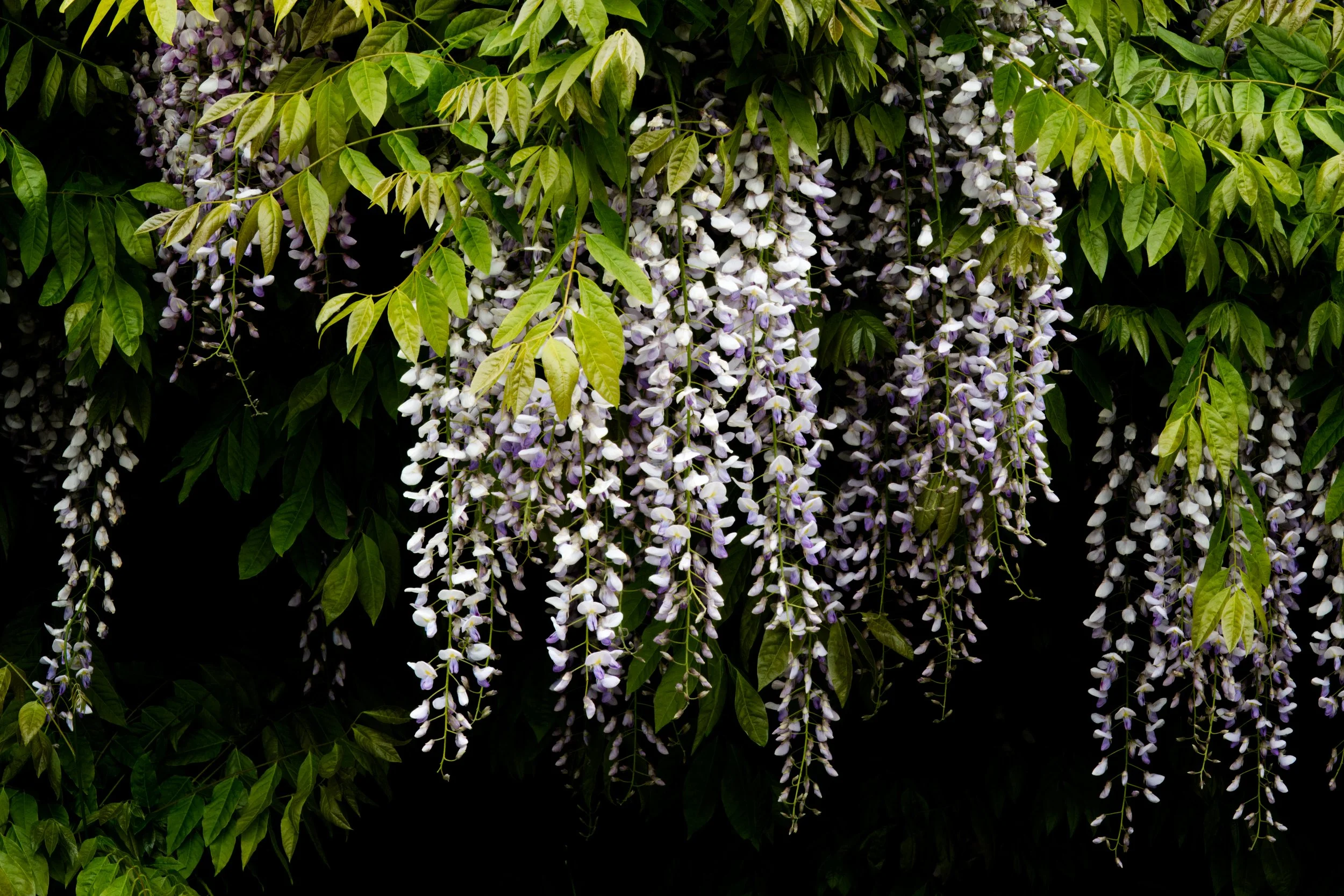 Wisteria, Pearse's School, Rathfarnham, Dublin