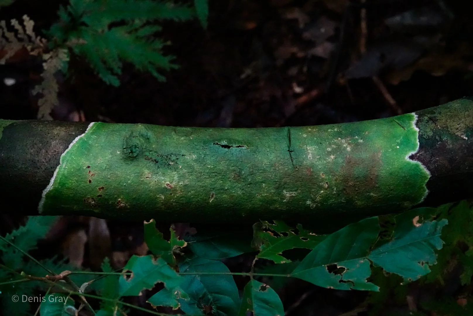 Lichen