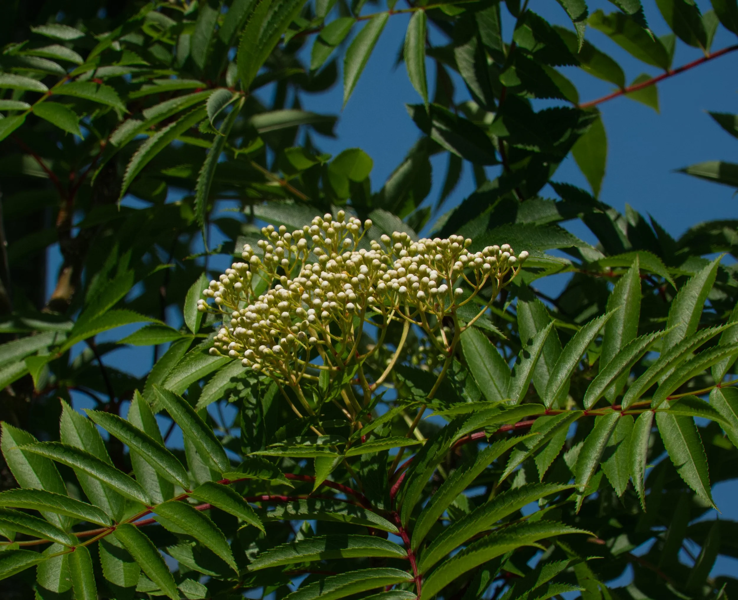 Rowan Tree, Obelisk Walk, Blackrock, Dublin
