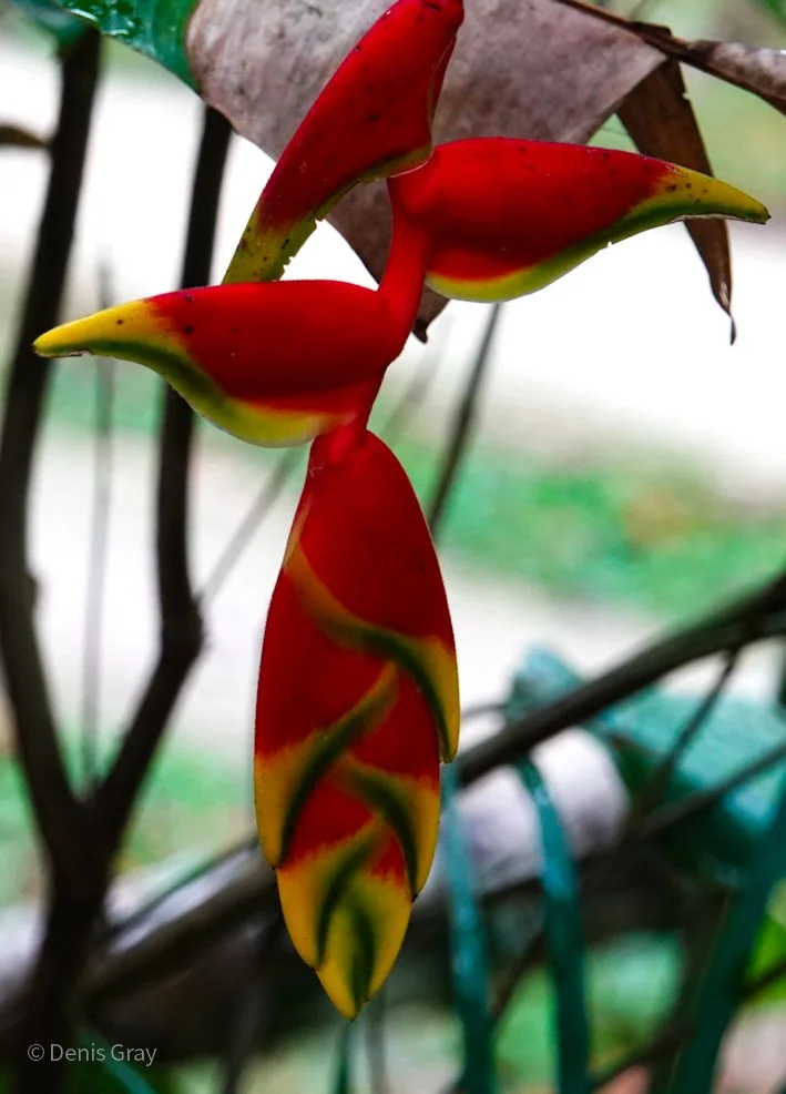 Heliconia