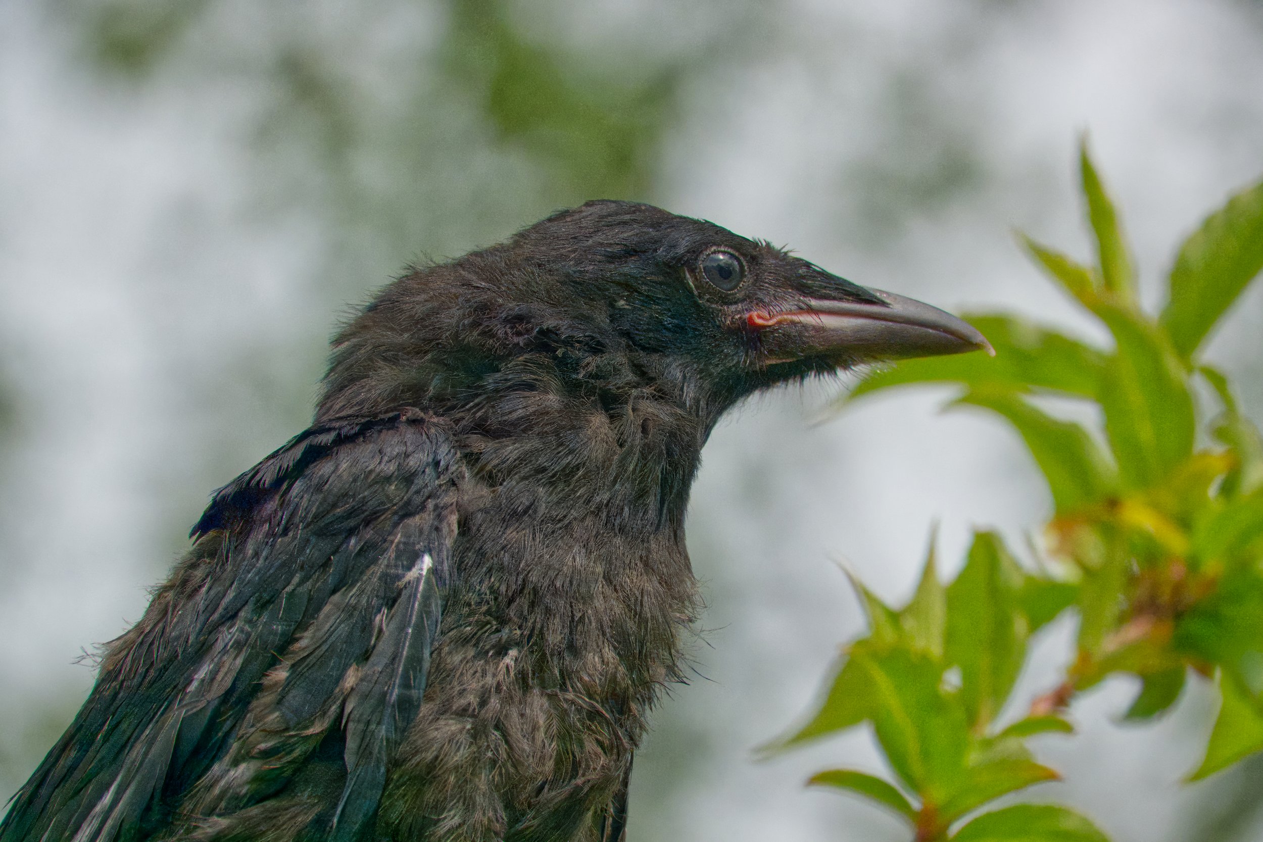 Juvenile Rook, Petitswood, Mullingar, Ireland