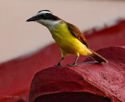 Great Kiskadee, Hopkins, Belize