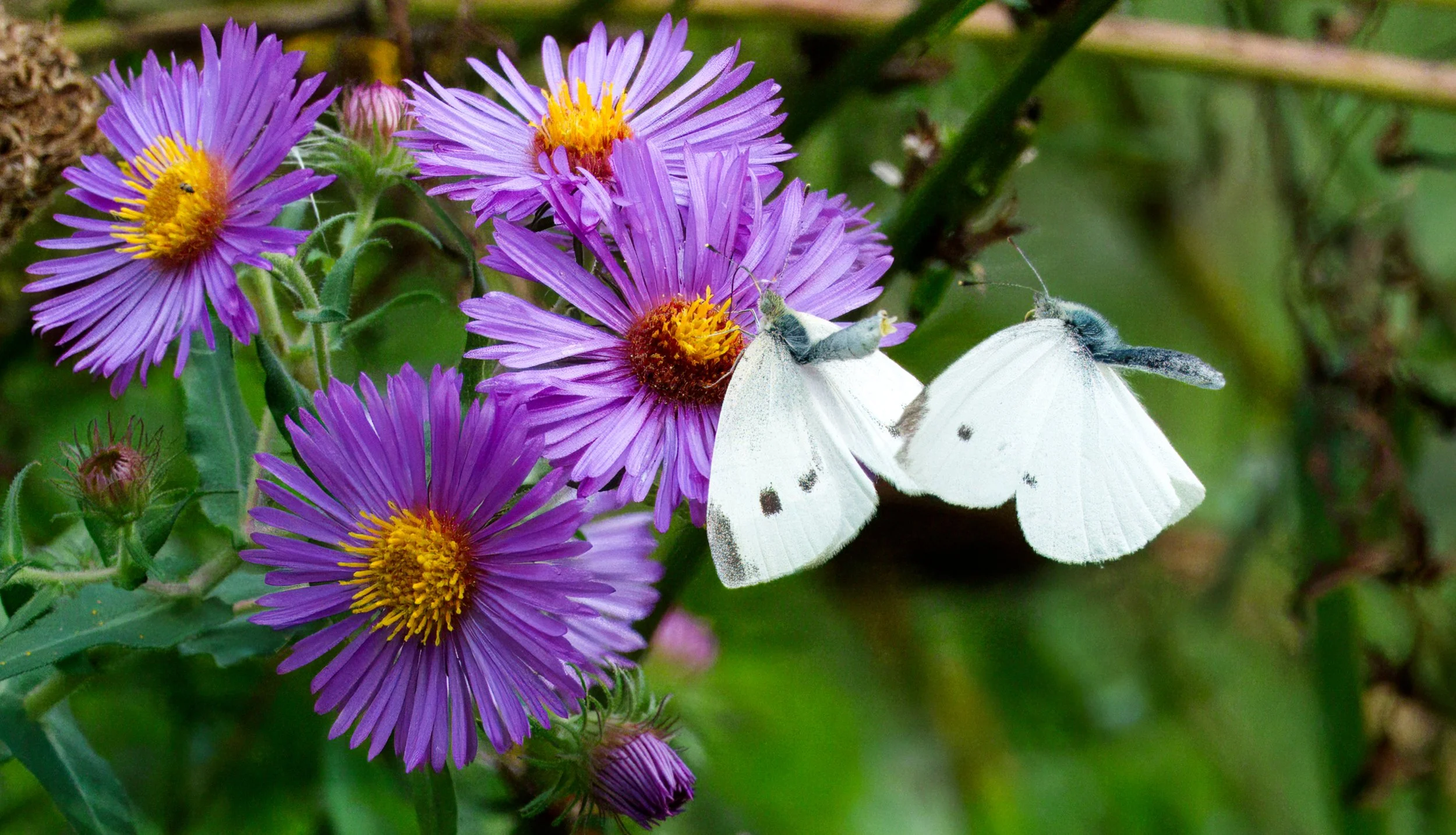 Cabbage Whites in full refusal mode