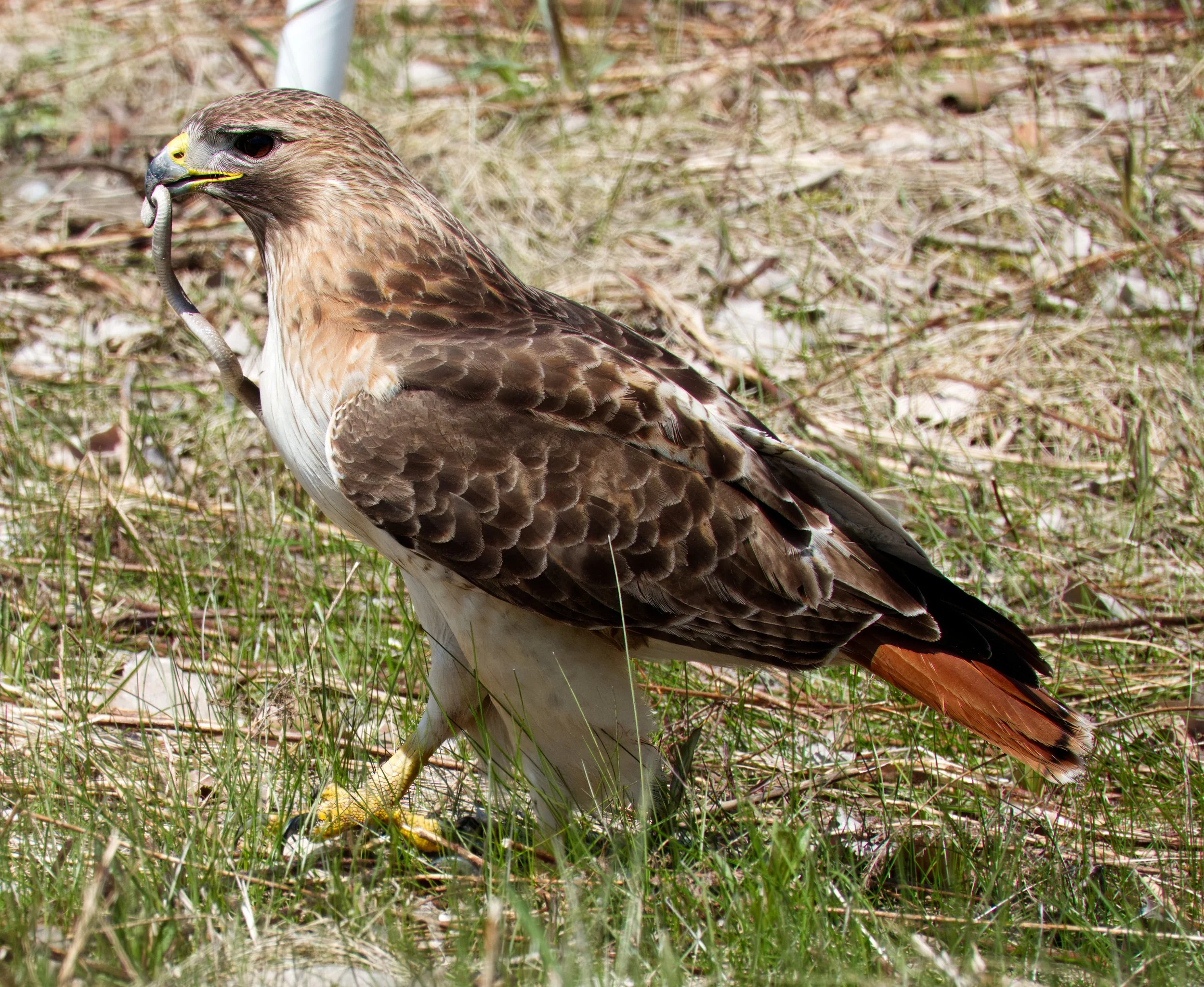 Red-tailed Hawk and lunch
