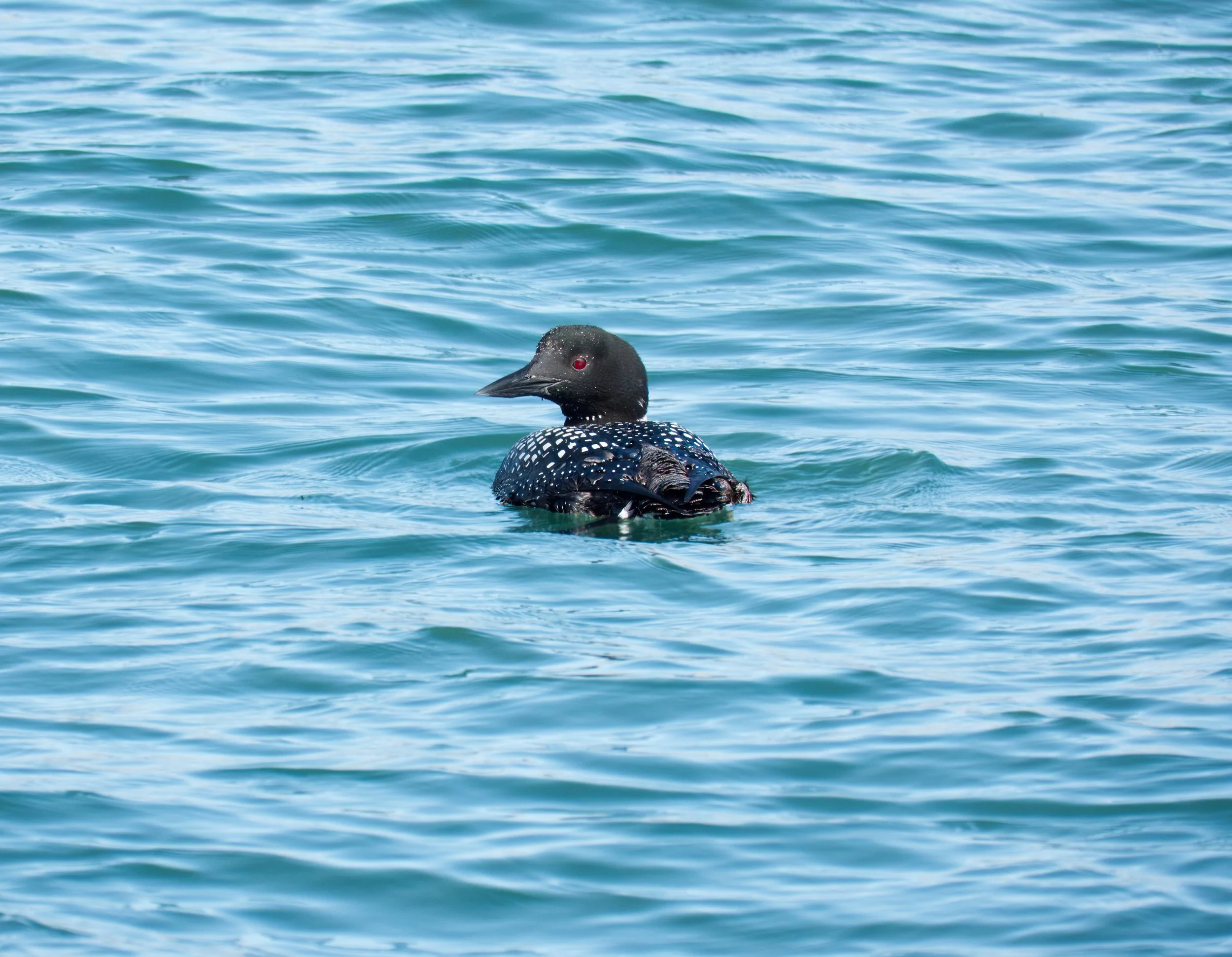 Common Loon 05DSC05214.jpg