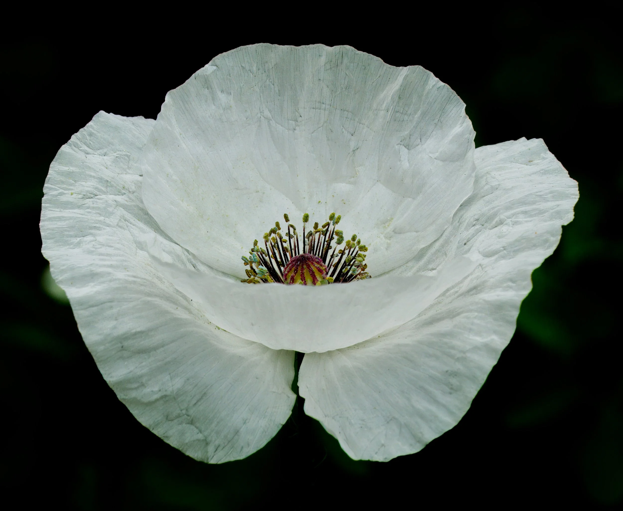 Poppy