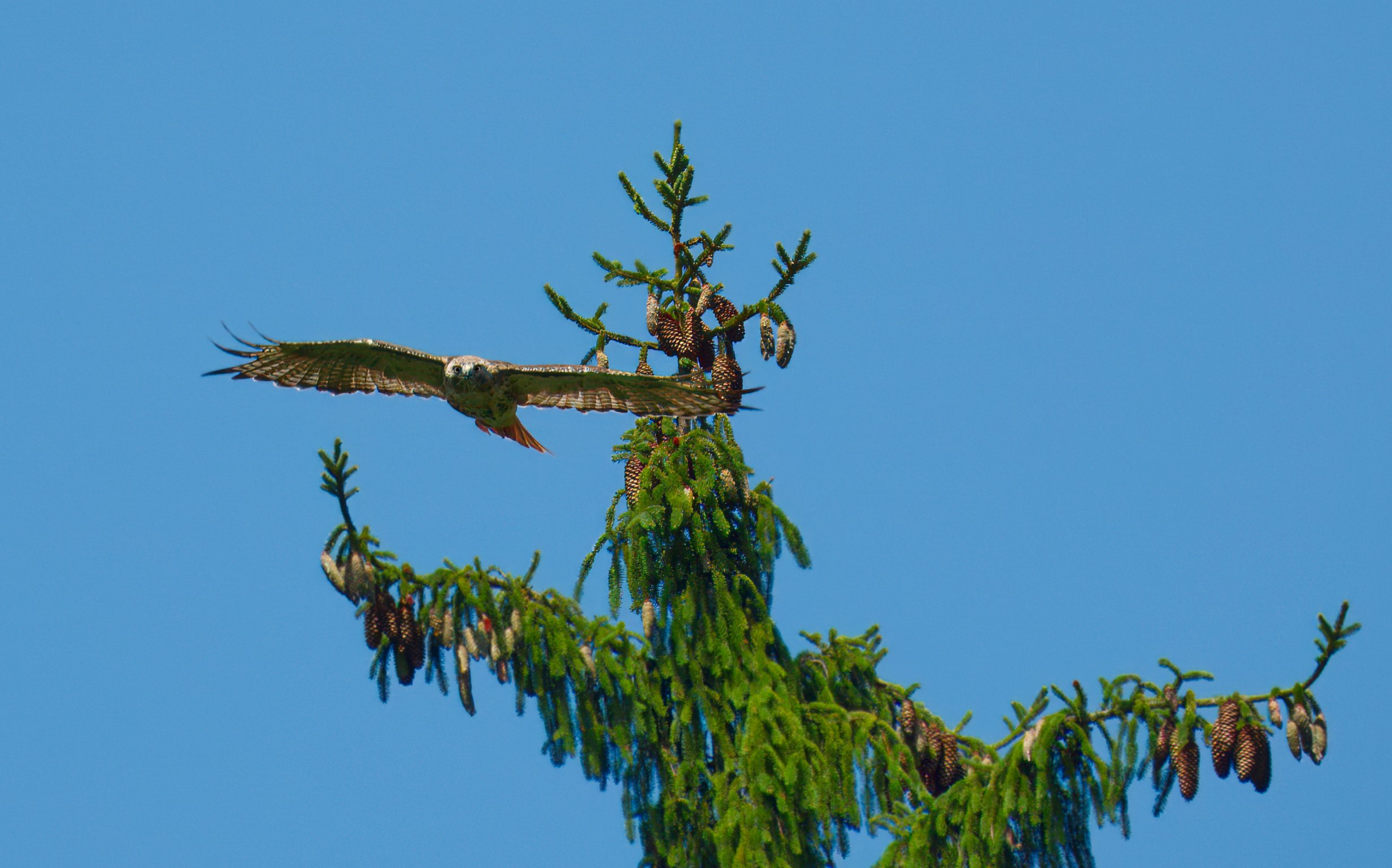 A Red-tailed Hawk (likely a juvenile male) leaving a Norway Spruce in the Ravine