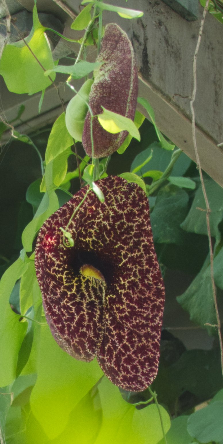 Aristolochia gigantea, Atlanta Botanic Garden, Atlanta, Georgia