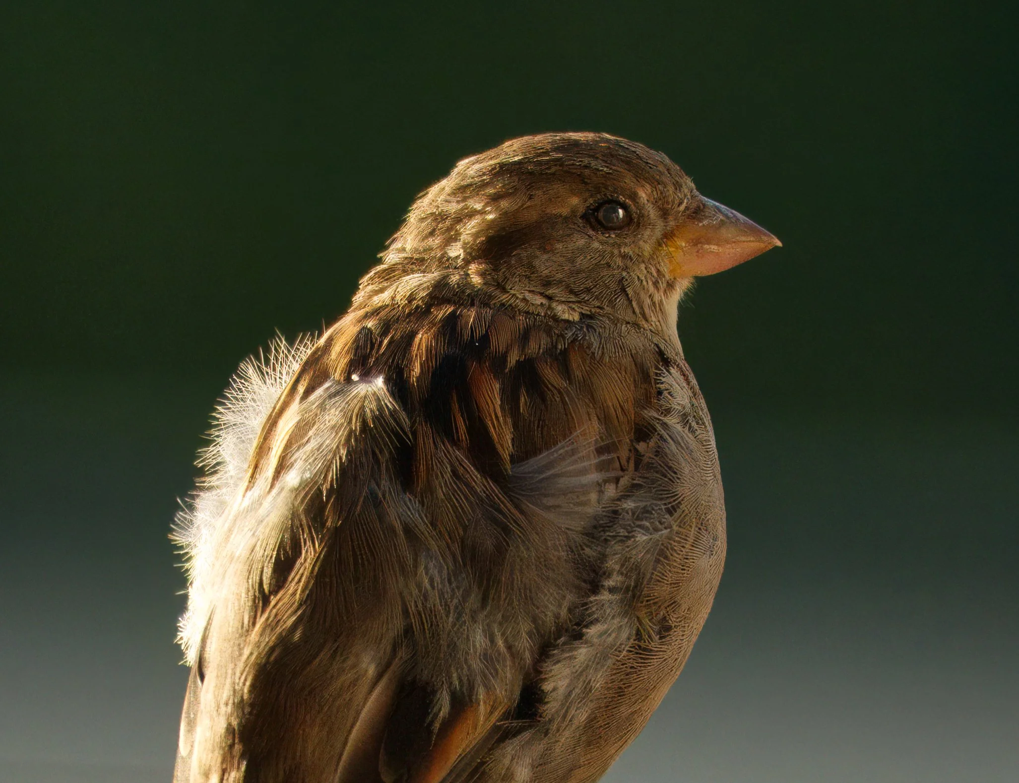 Female House Sparrow, St. Clair, Toronto