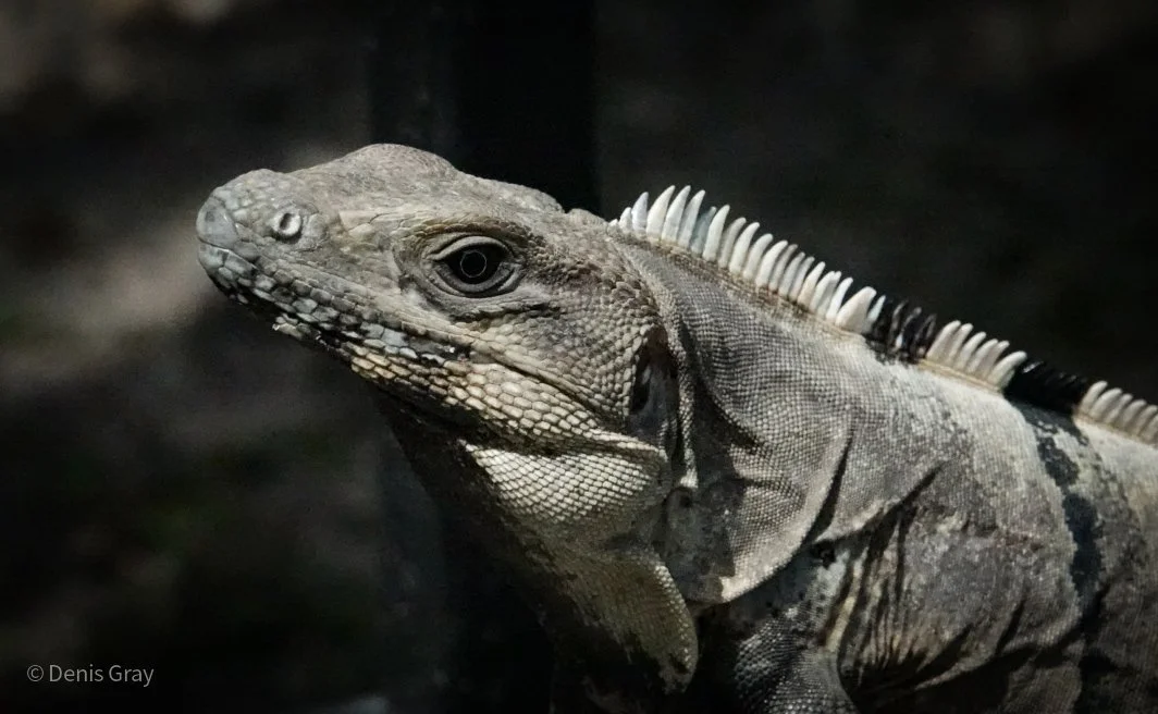 Iguana, Hopkins, Belize
