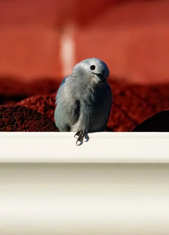 Blue-grey Tanager, Hopkins, Belize