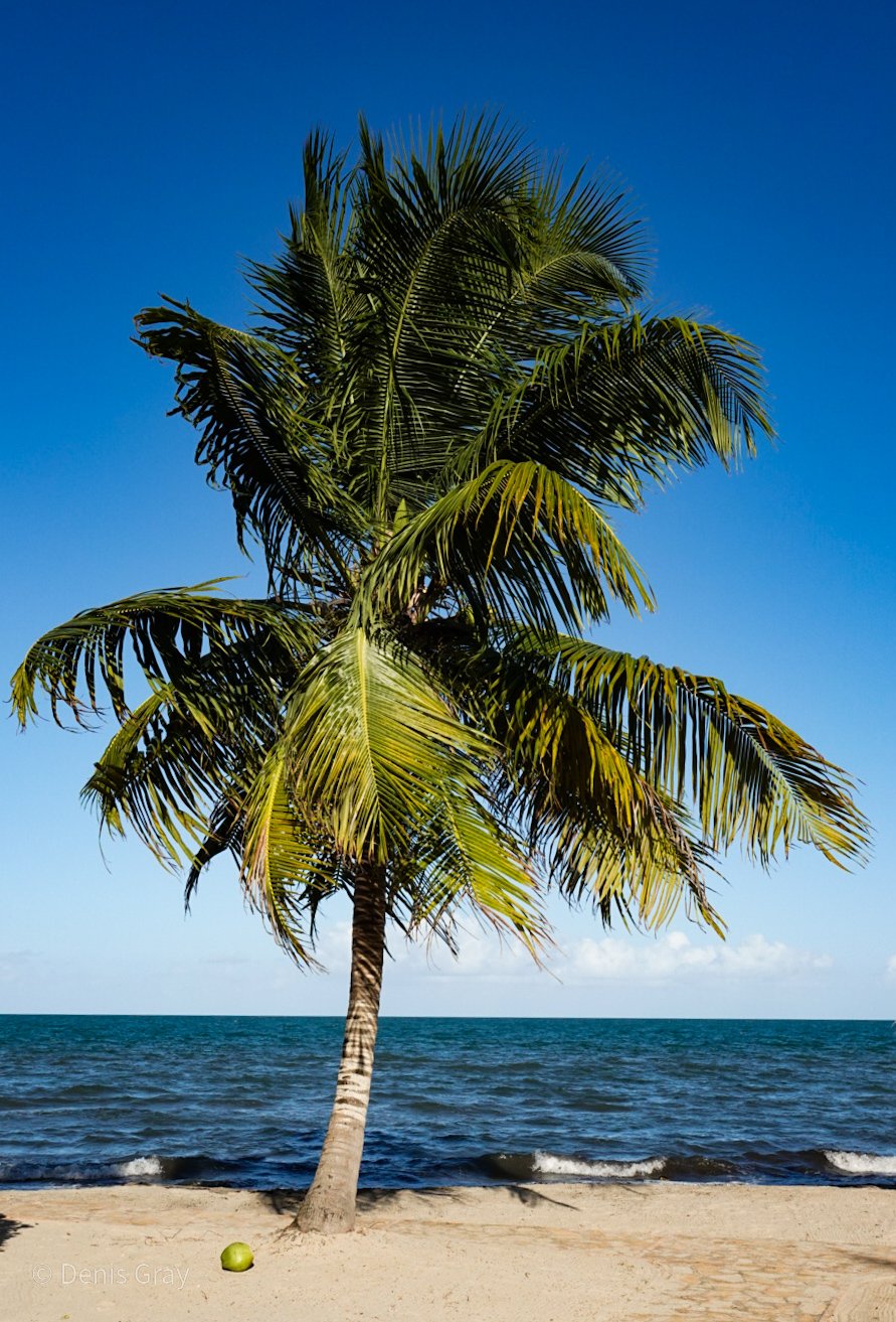 Coconut Palm, Hopkins, Belize