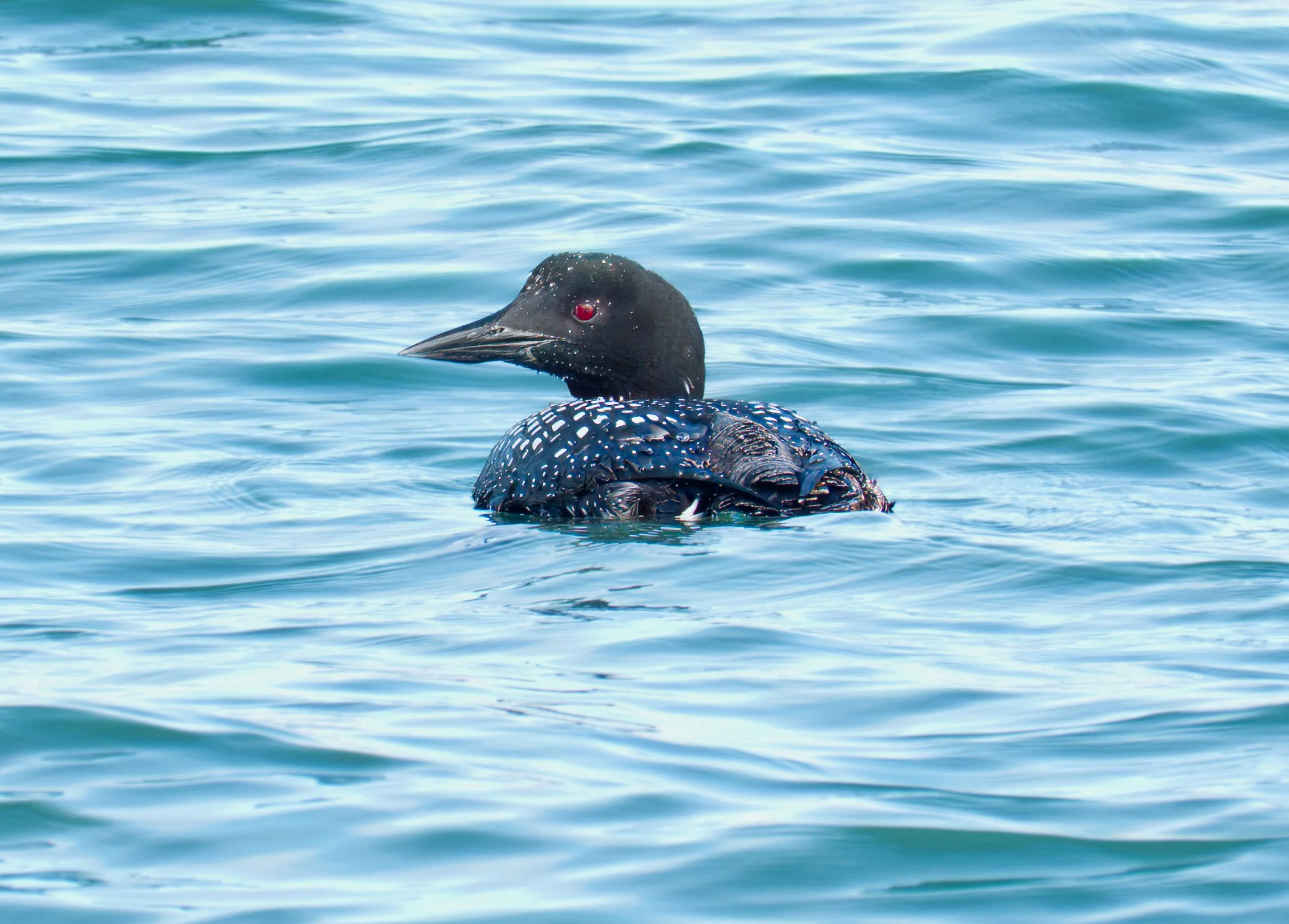 Common Loon 03 DSC05226.jpg