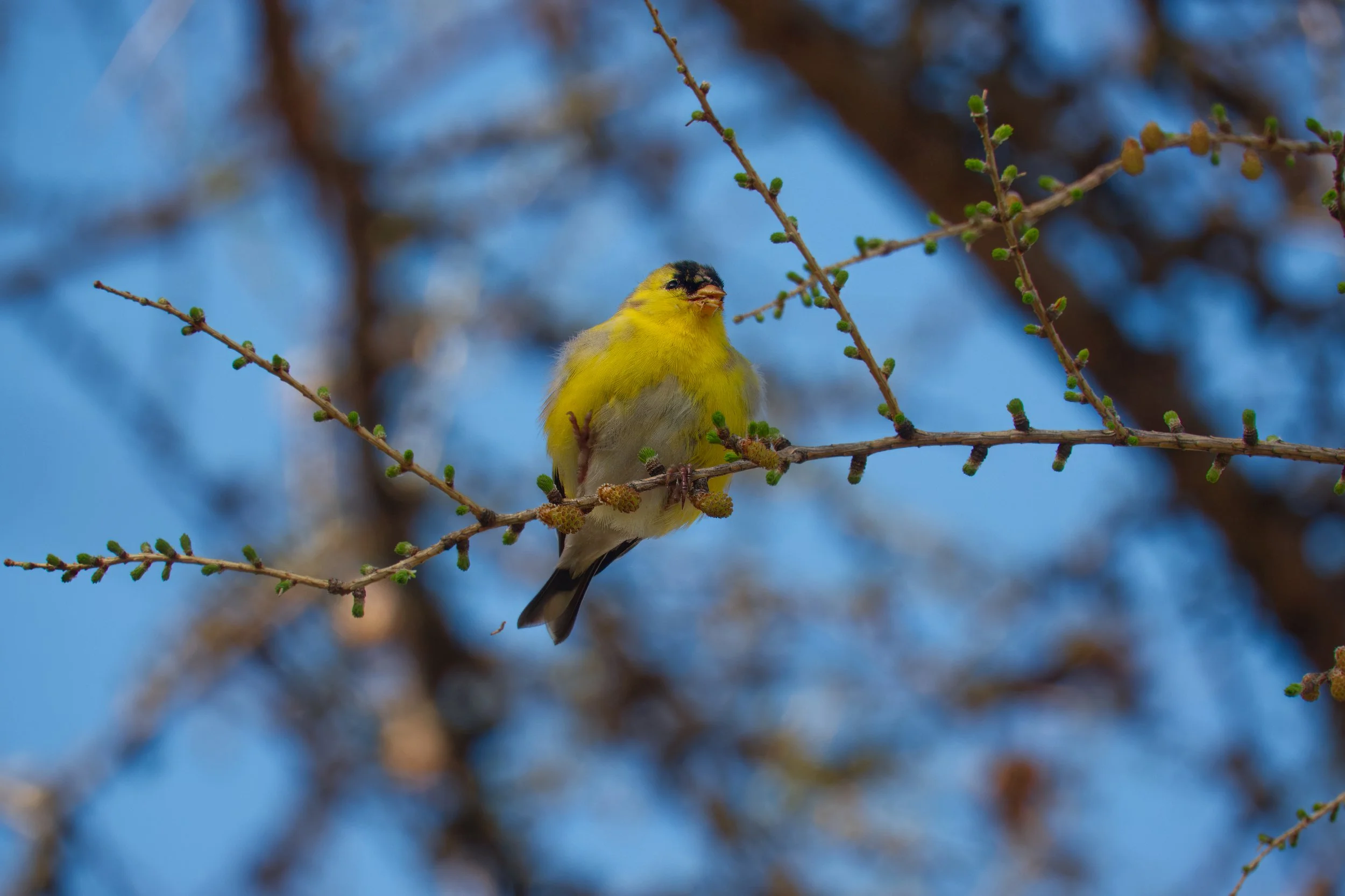 American Goldfinch, Waterfront, Toronto