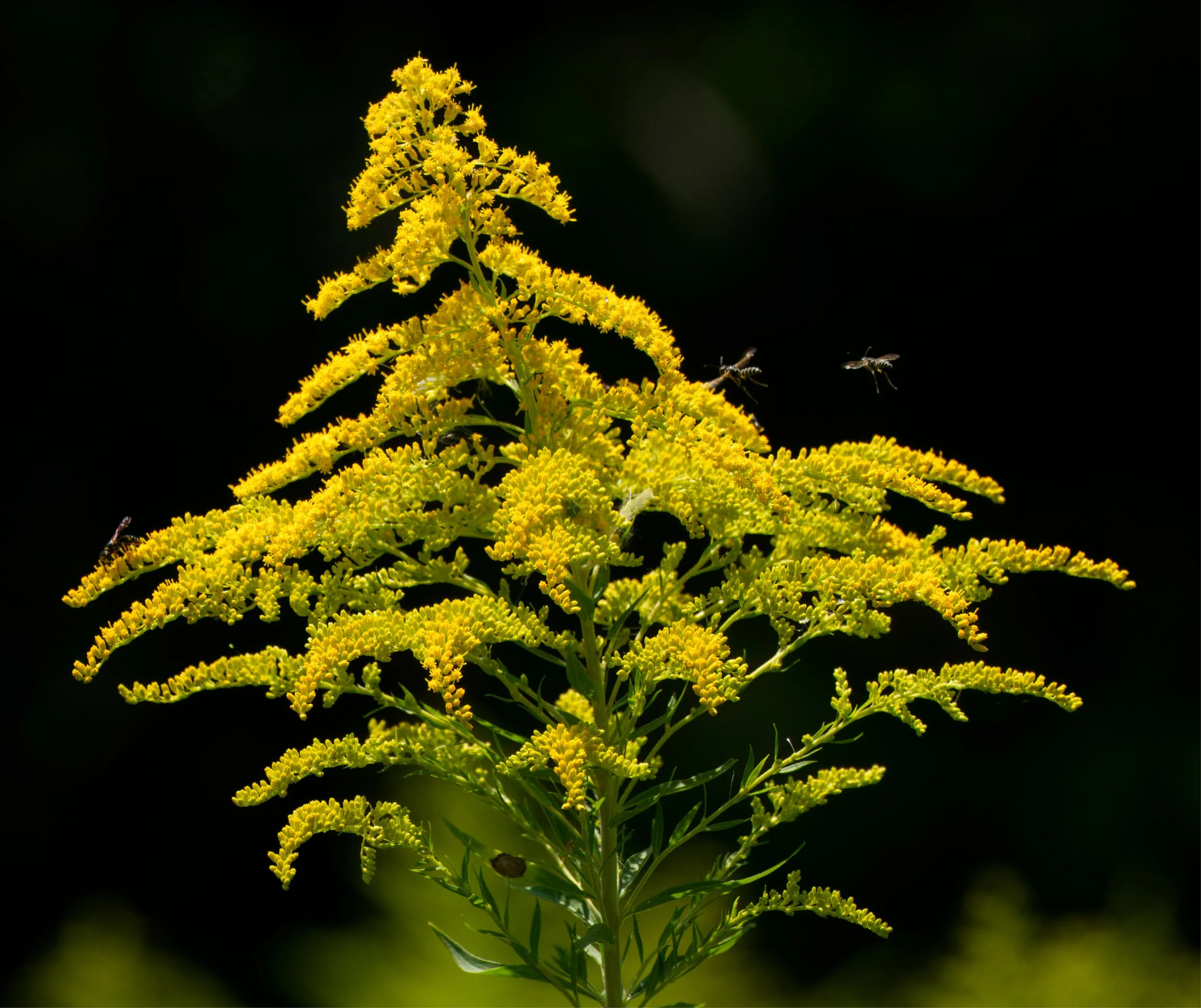 Goldenrod with a crew of Parasitic Wasps