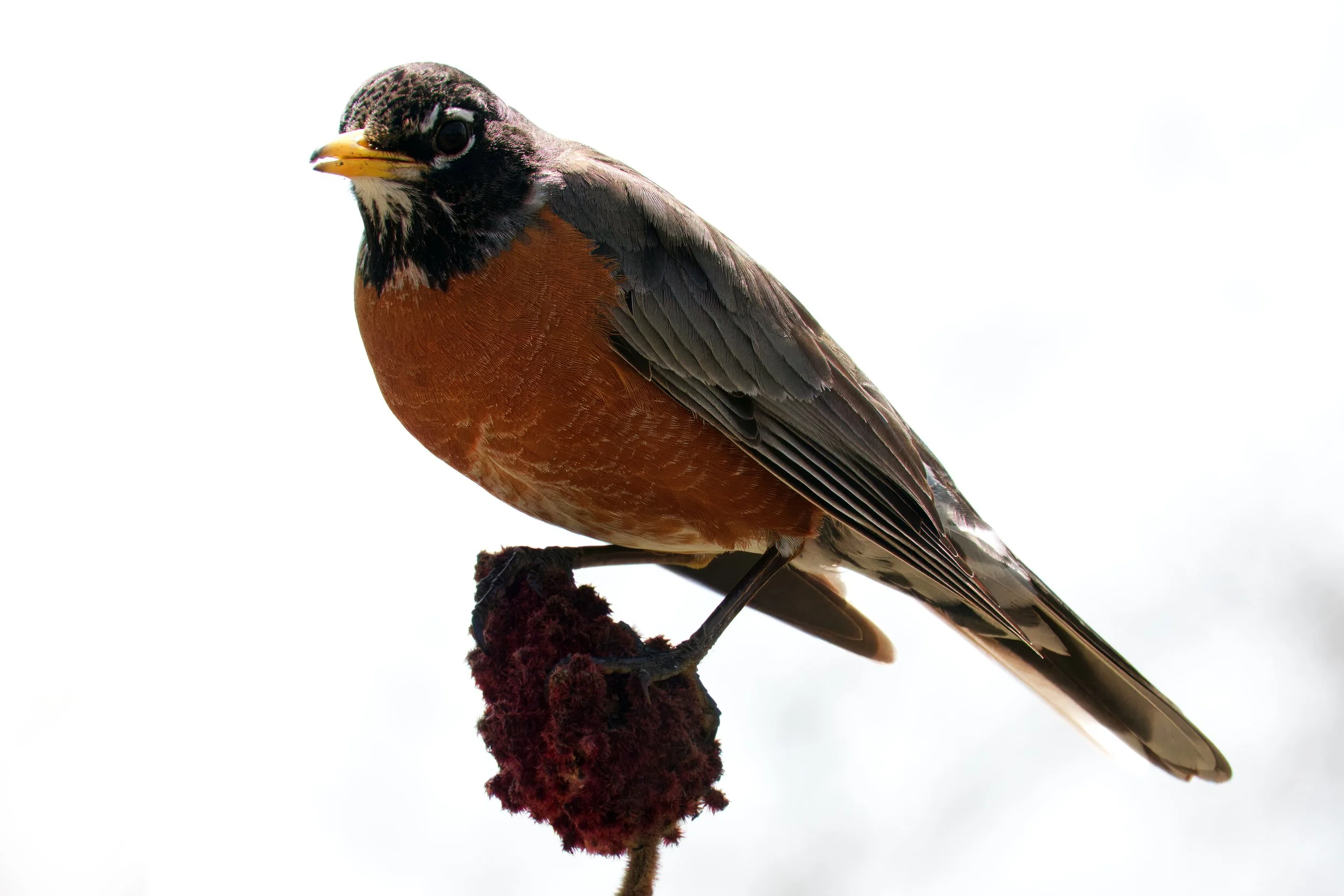 Turdus migratorius