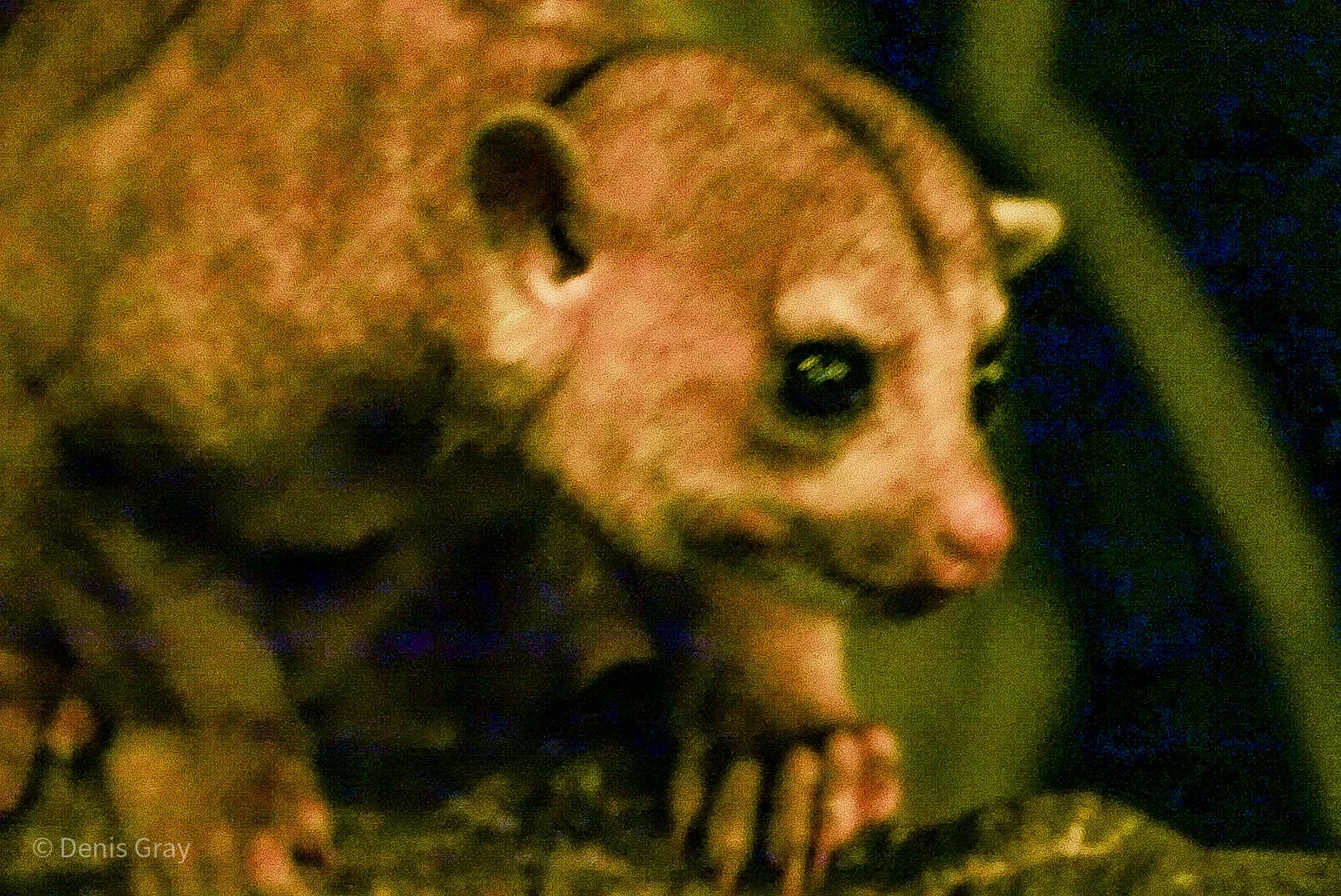 Kinkajou