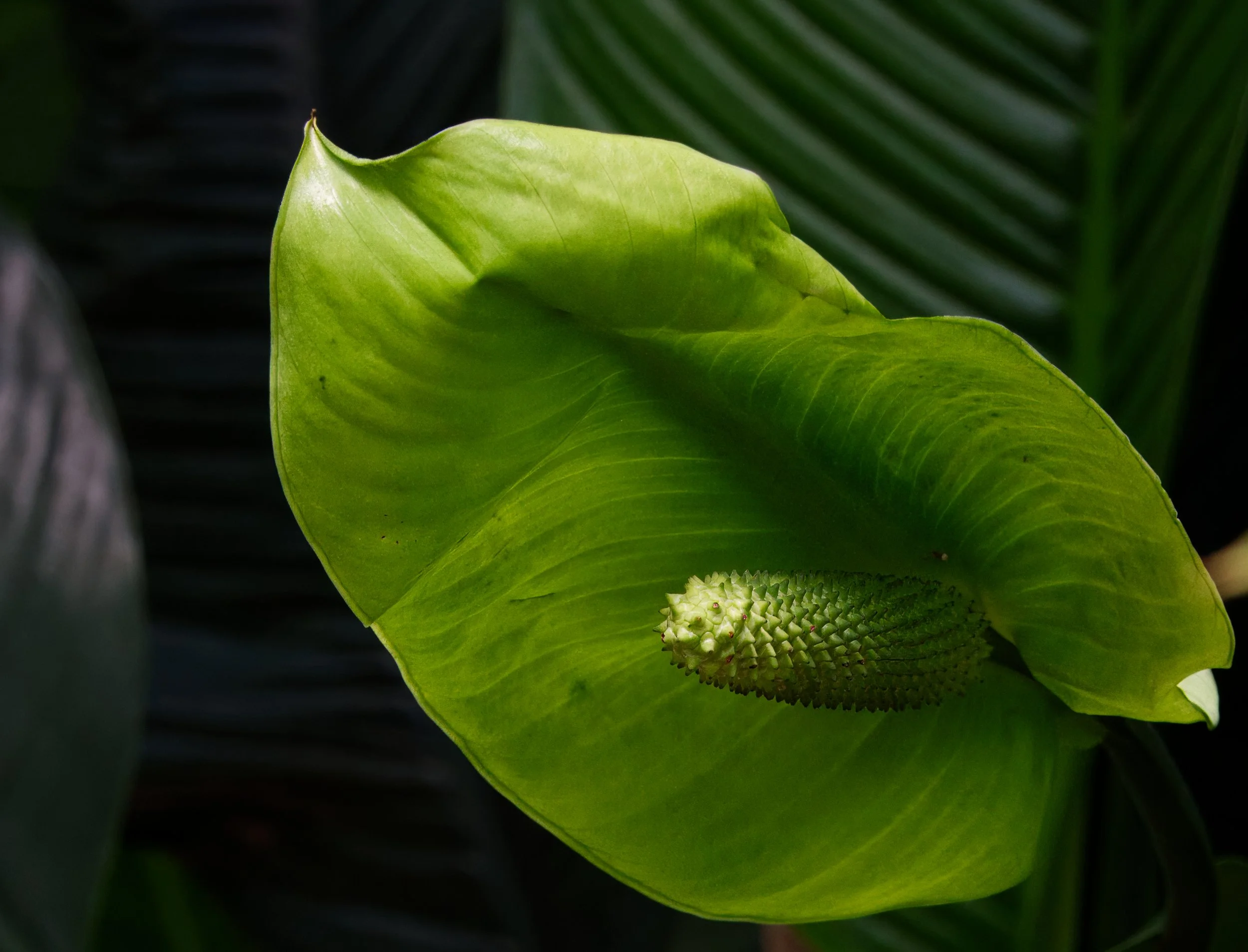Spathyphyllum, Atlanta Botanic Garden, Atlanta, Georgia

