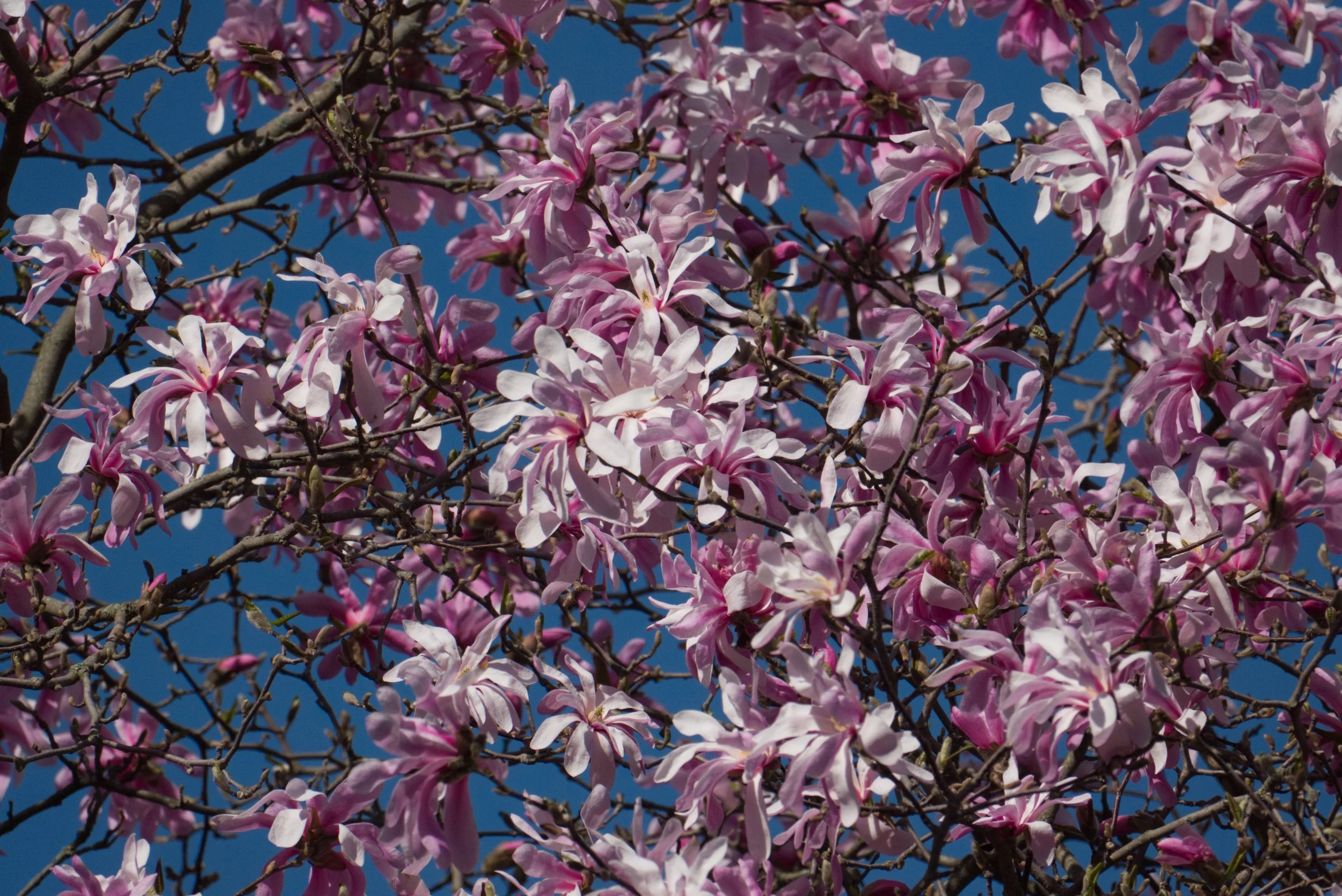 Magnolia stellata
