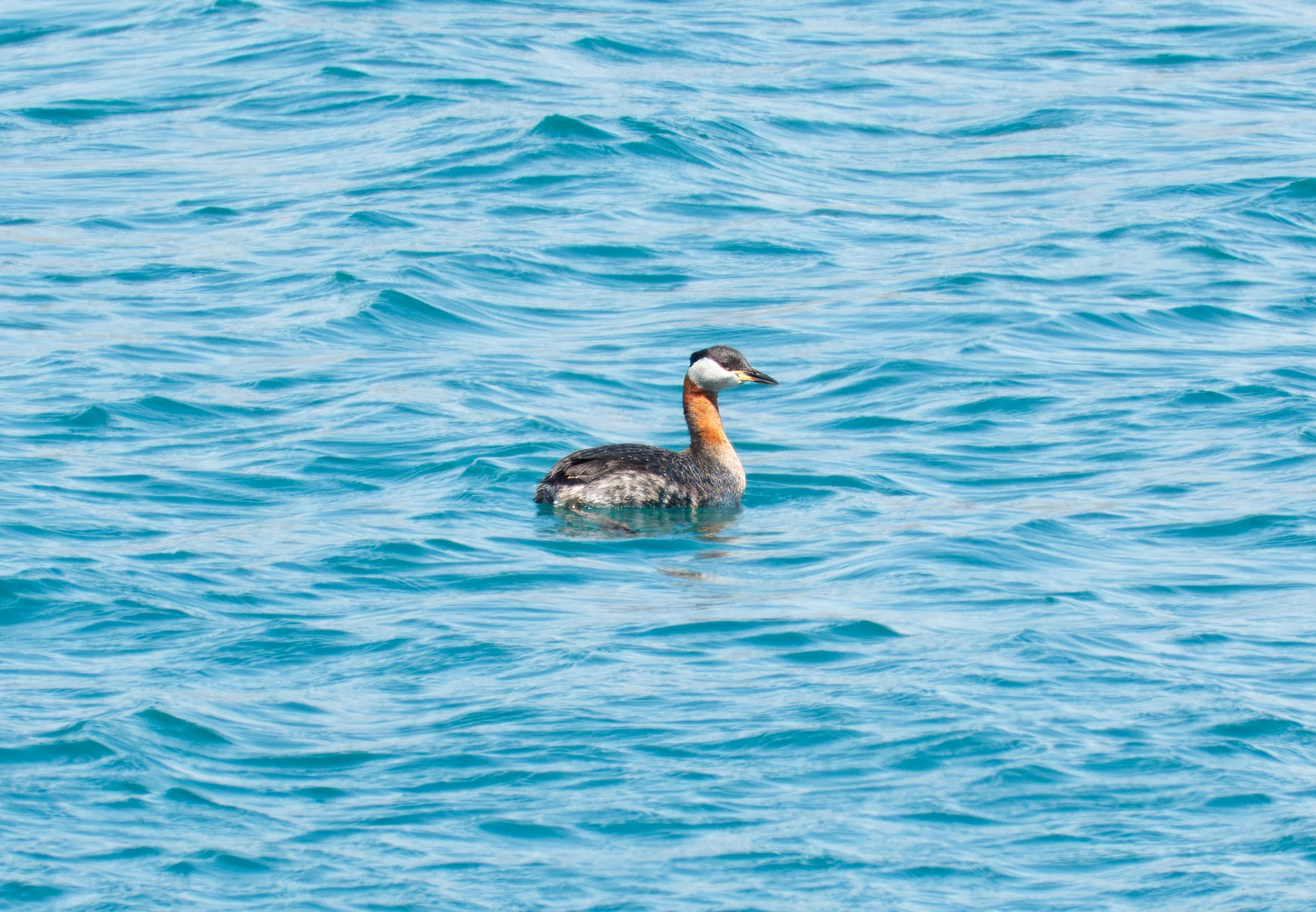 Red-necked Grebe DSC05793.jpg