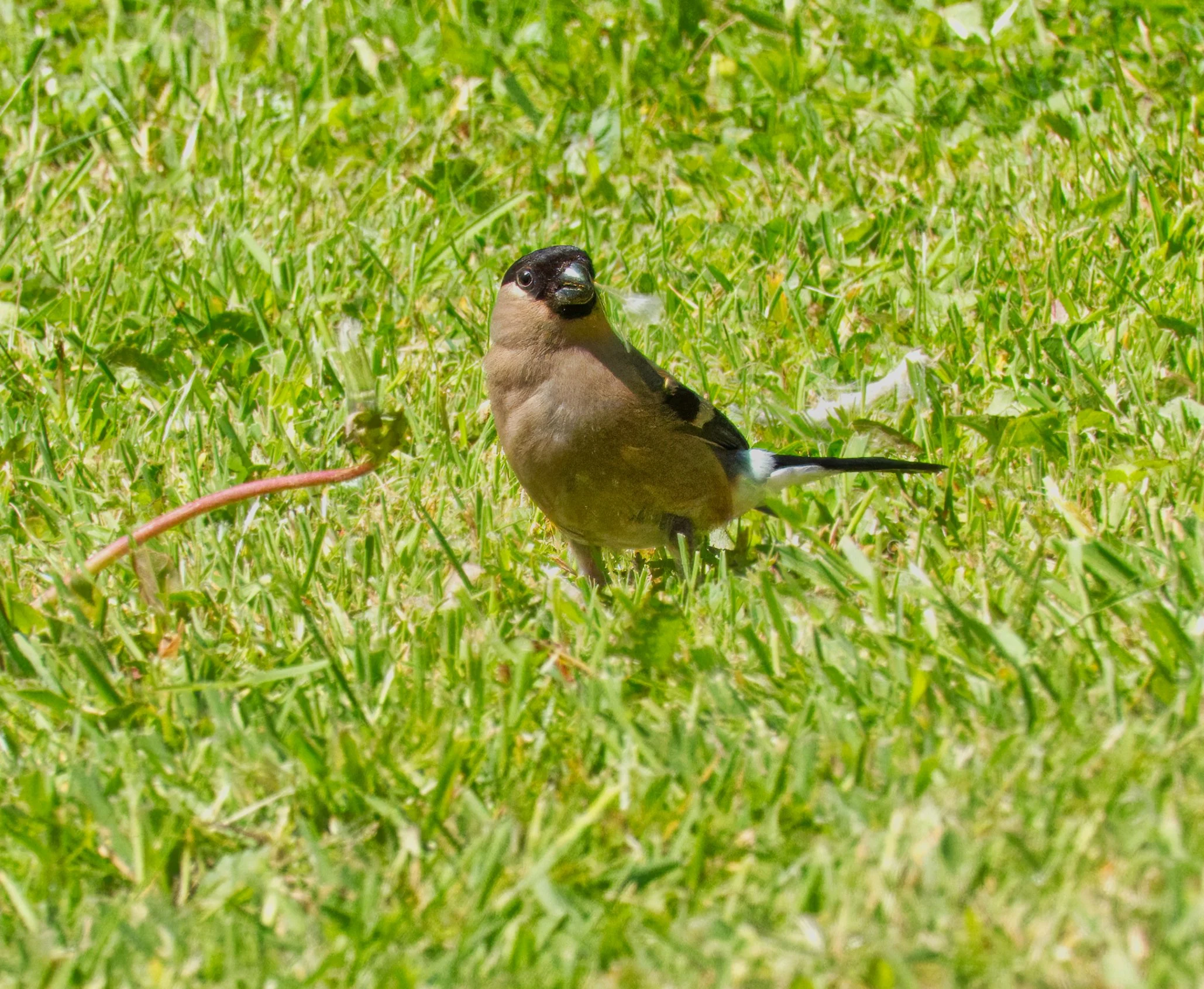 Bullfinch, female, Petitiswood, Mullingar