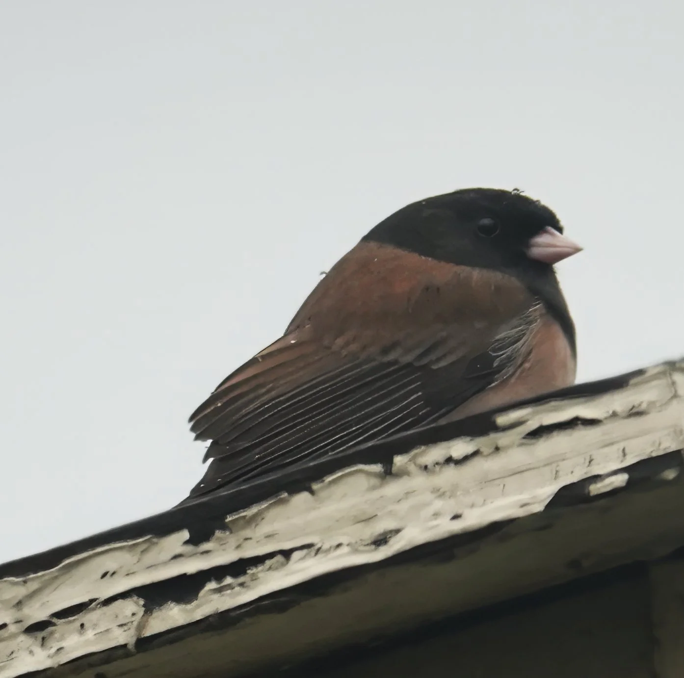 Dark-eyed Junco, Oregon Subspecies, Laguna Woods, Southern California