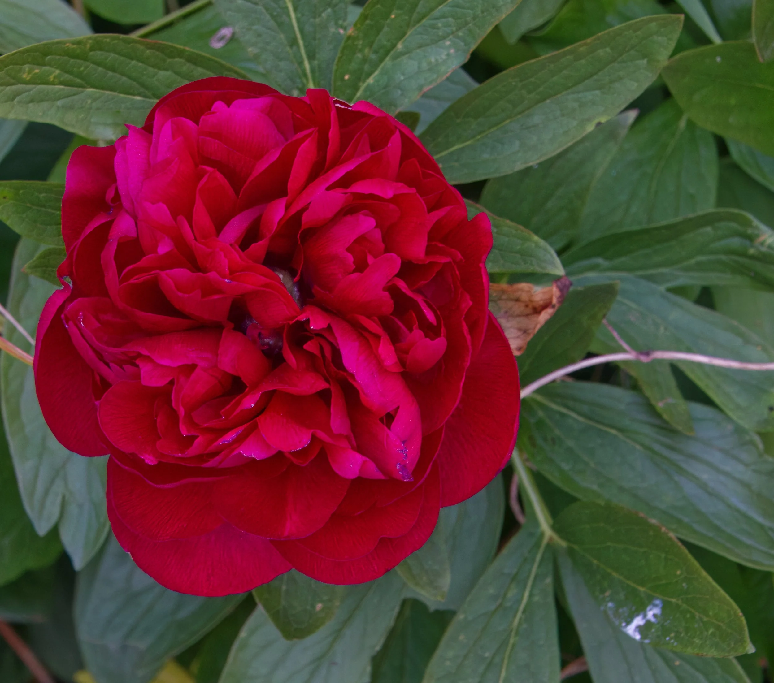 Rose, Obelisk Walk, Blackrock, Dublin