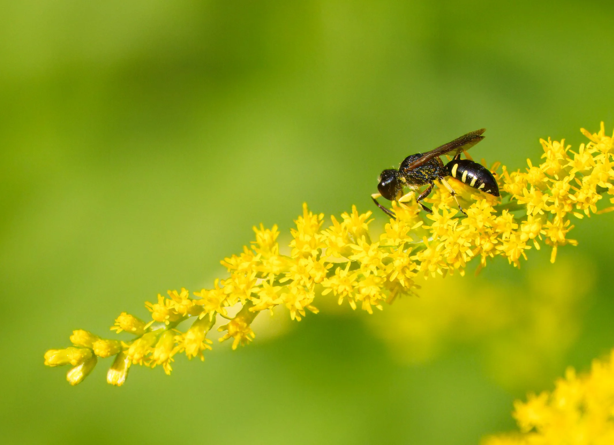 A Solitary Wasp on Goldenrod
