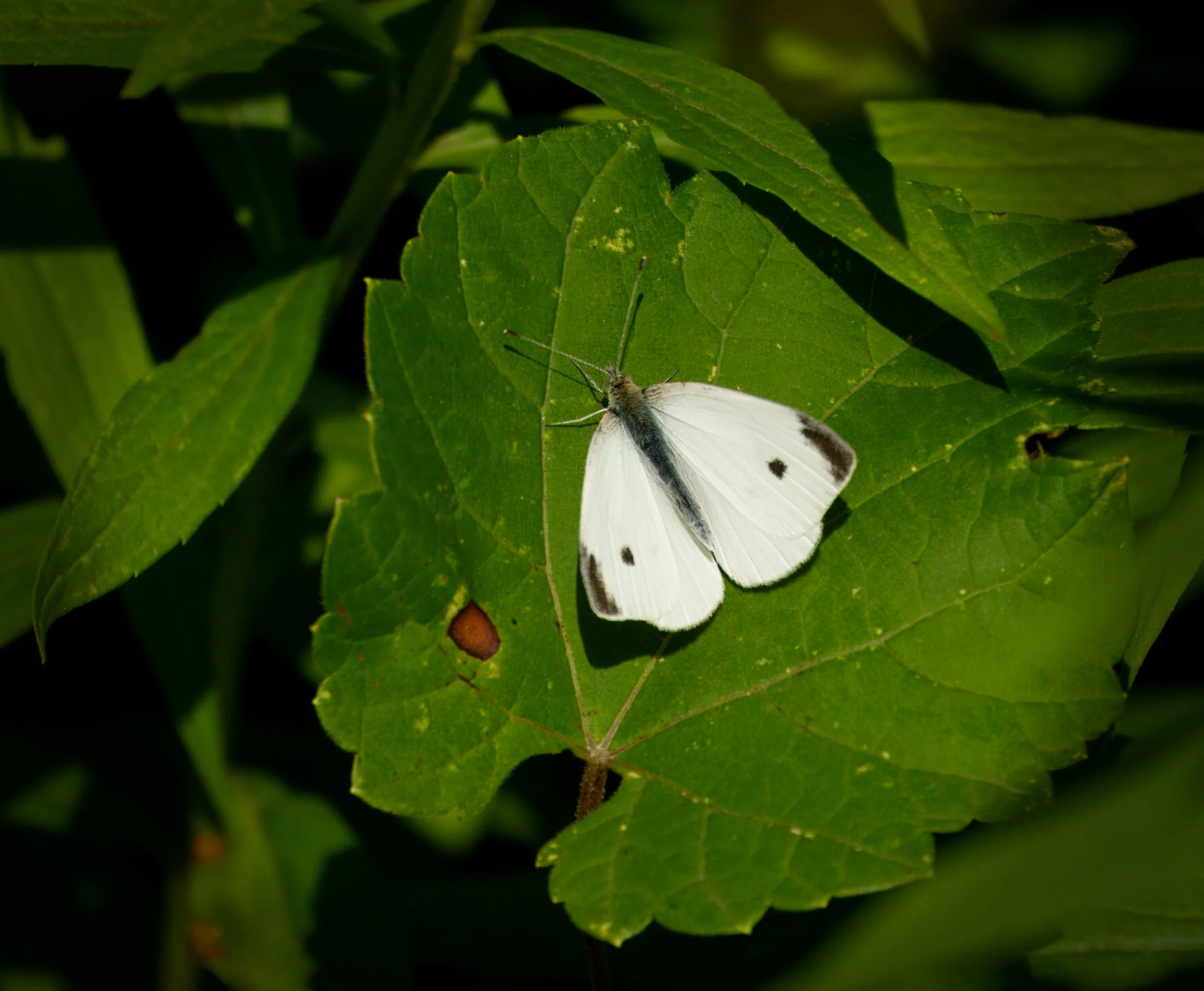A female Cabbage White Butterfly