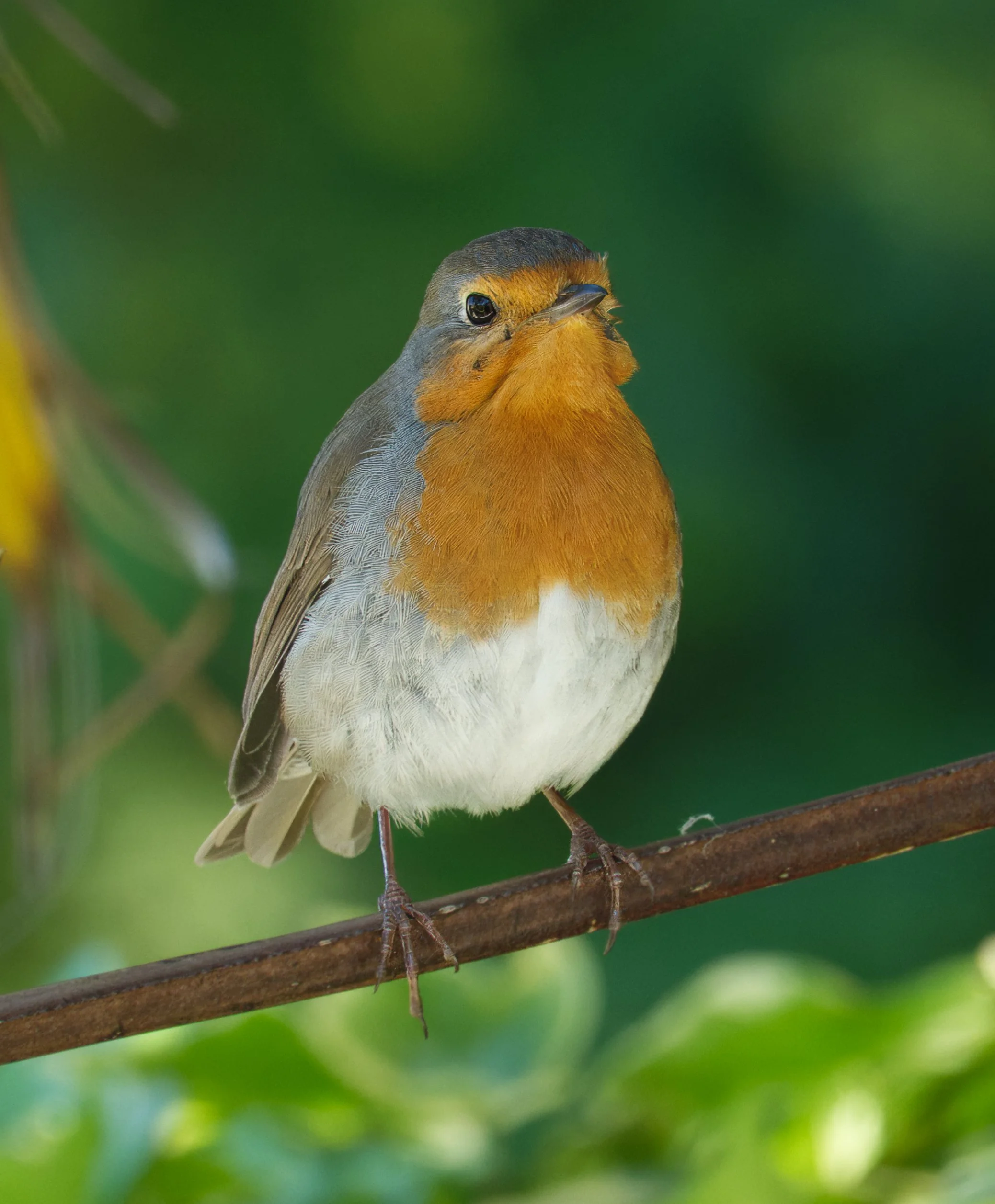 Eurasian Robin, Obelisk Walk, Blackrock, Dublin