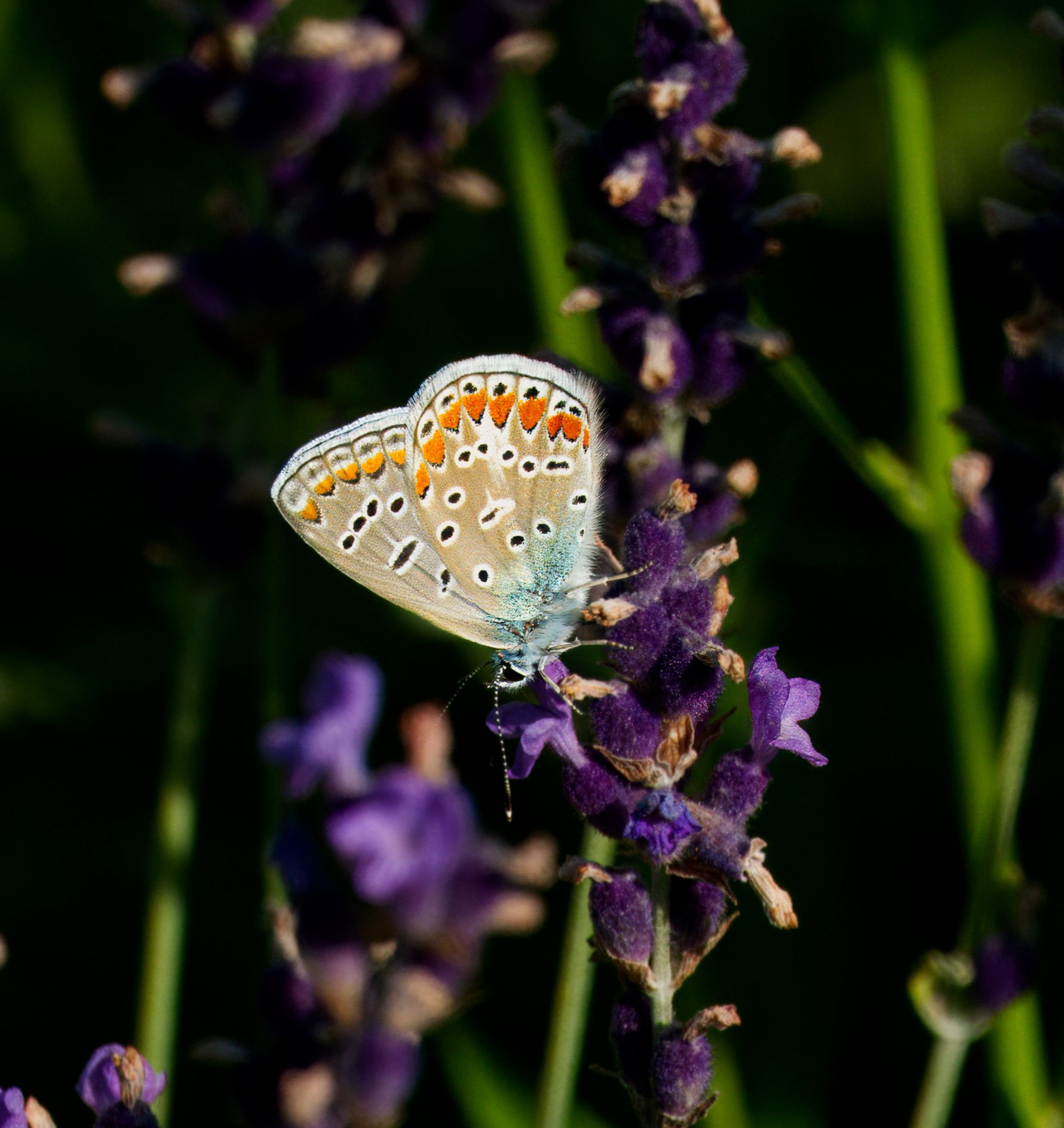 Common Blue butterfly