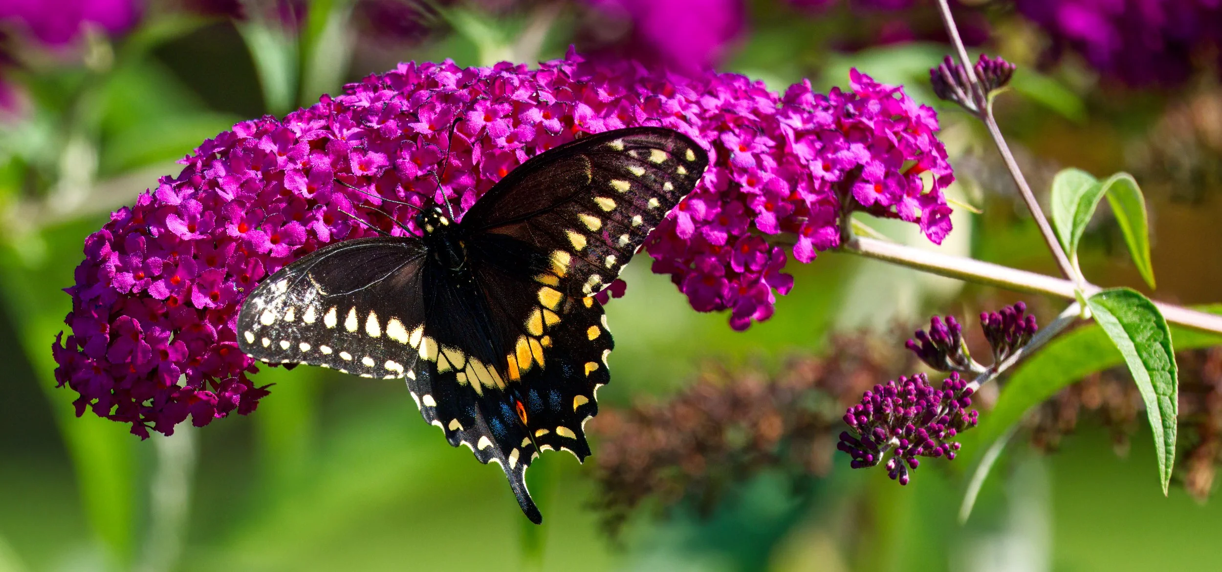 Swallowtail