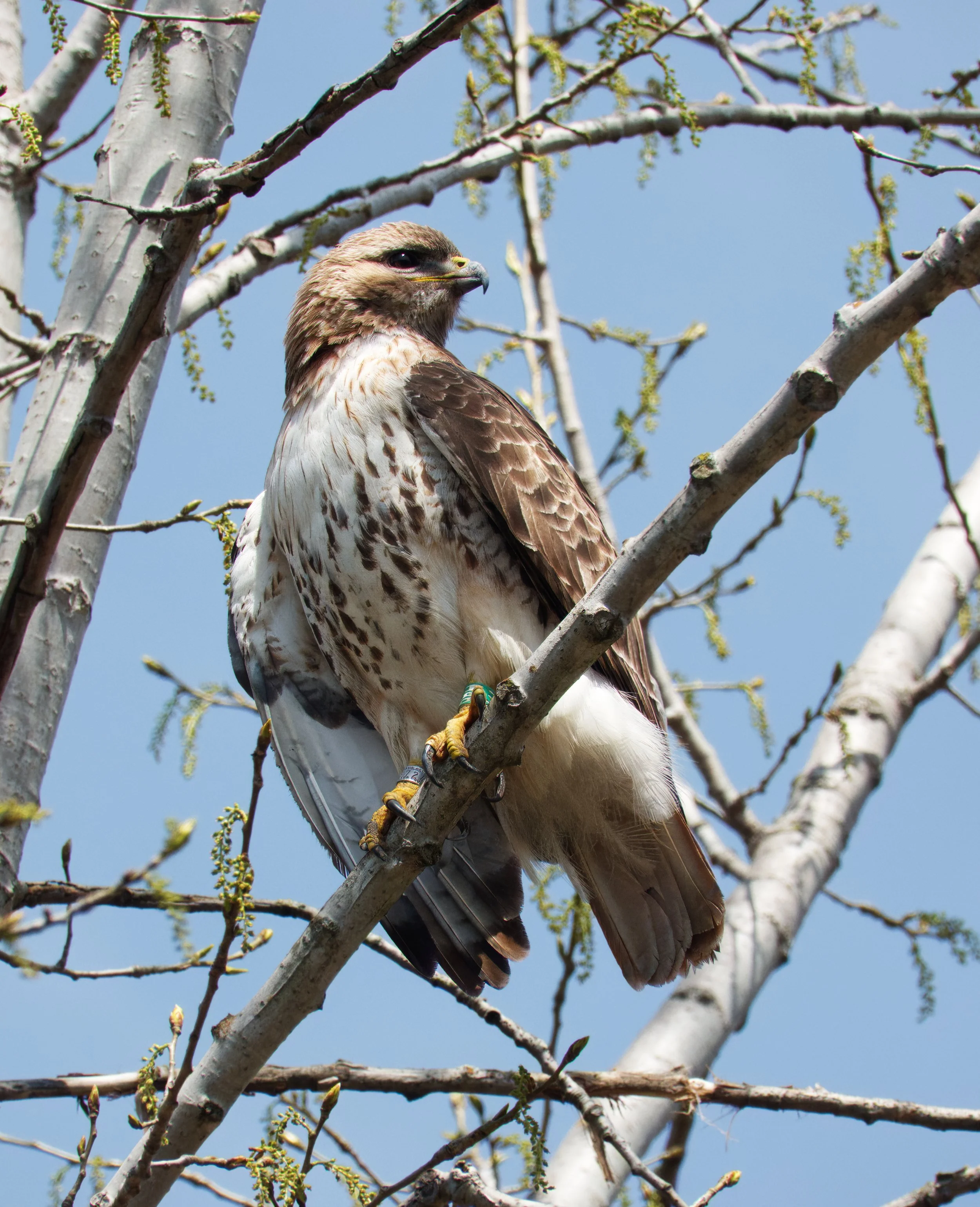 Red-tailed Hawk 05 DSC05634.jpg
