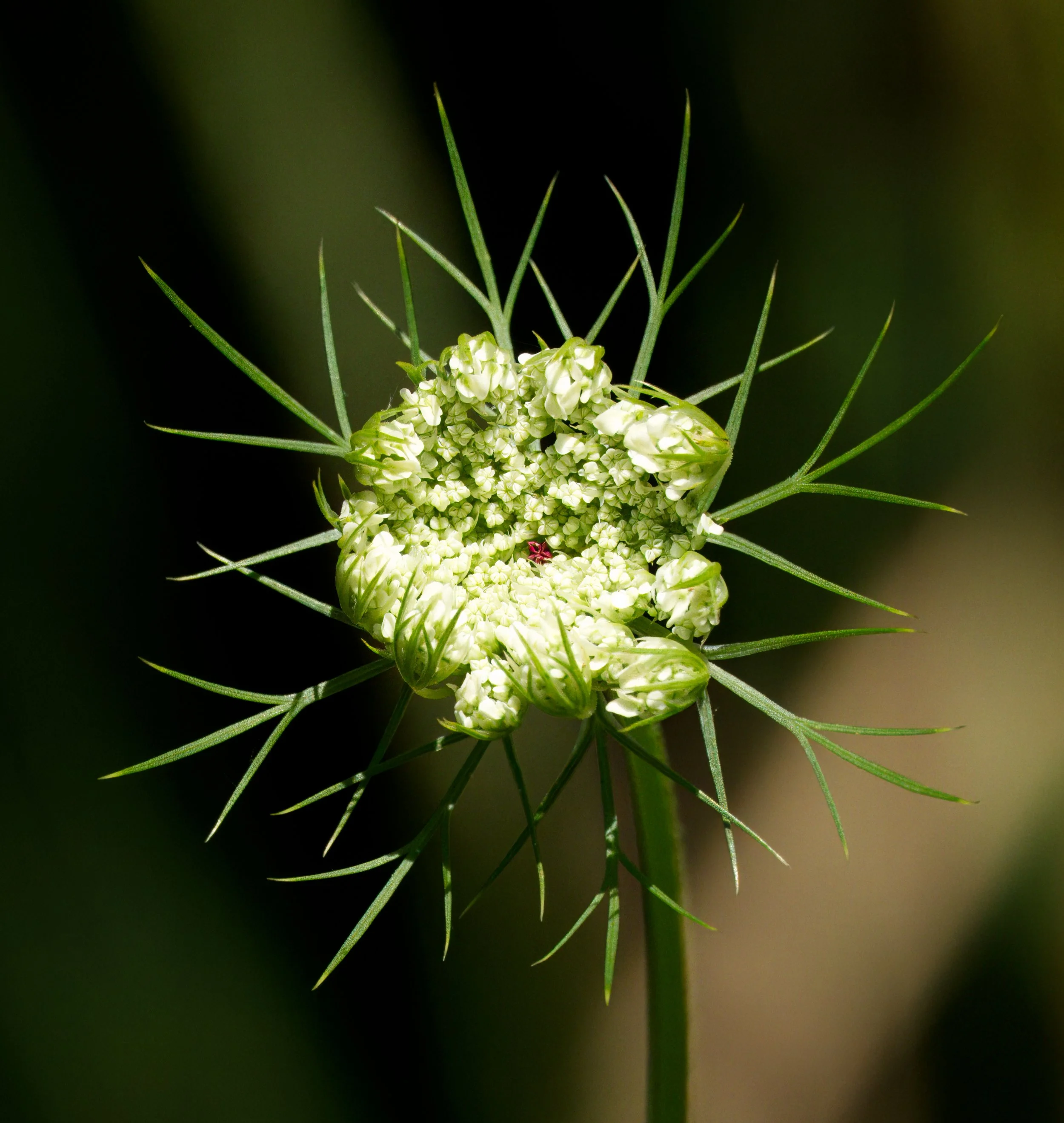 Queen Anne's Lace. The blood droplet: According to old stories, the name Queen Anne's lace comes from Queen Anne of England. Legend says she pricked her finger with a needle while making lace, and the dark red center stands for that single drop of bl
