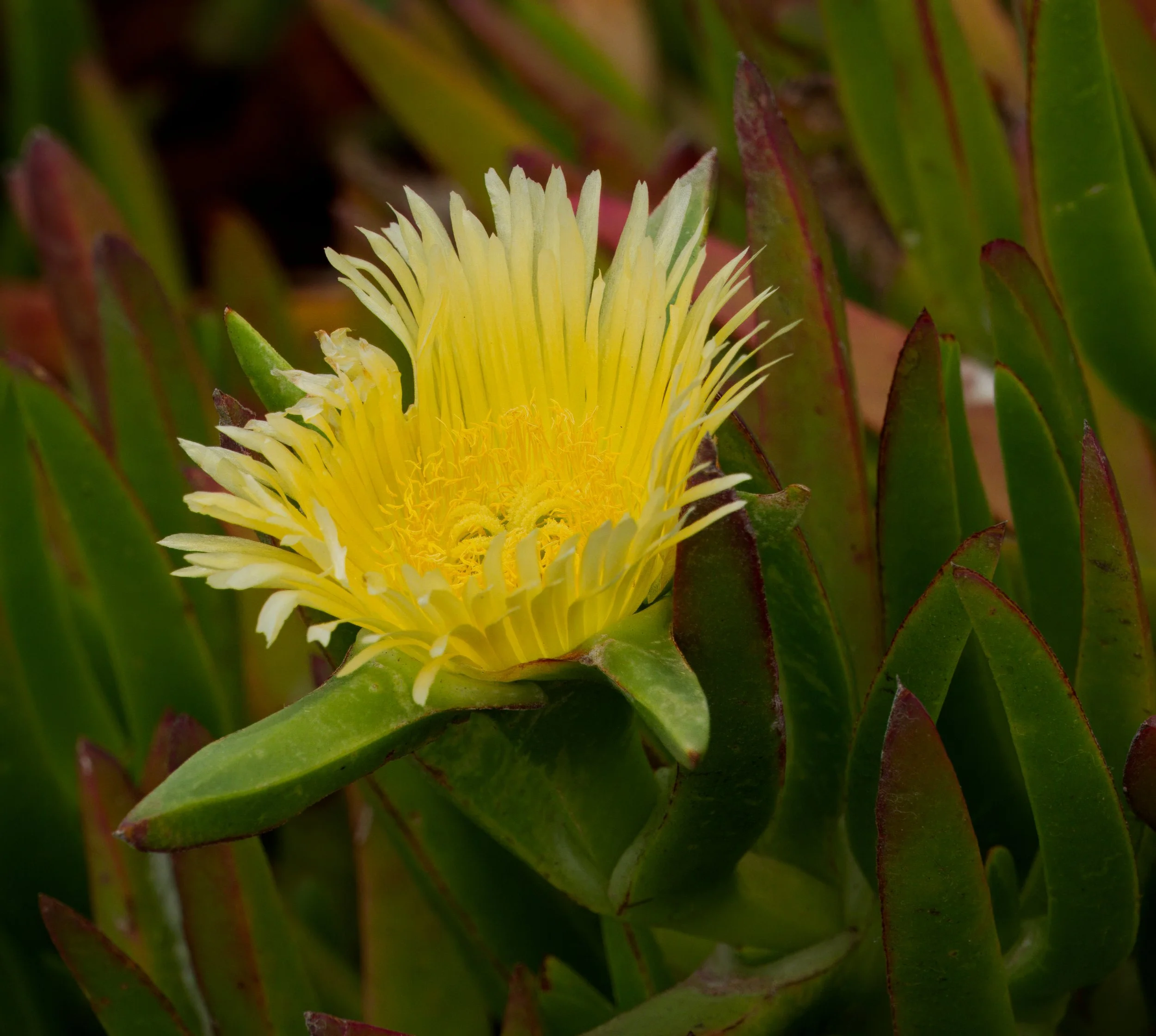 Hottentot fig, Southern California
