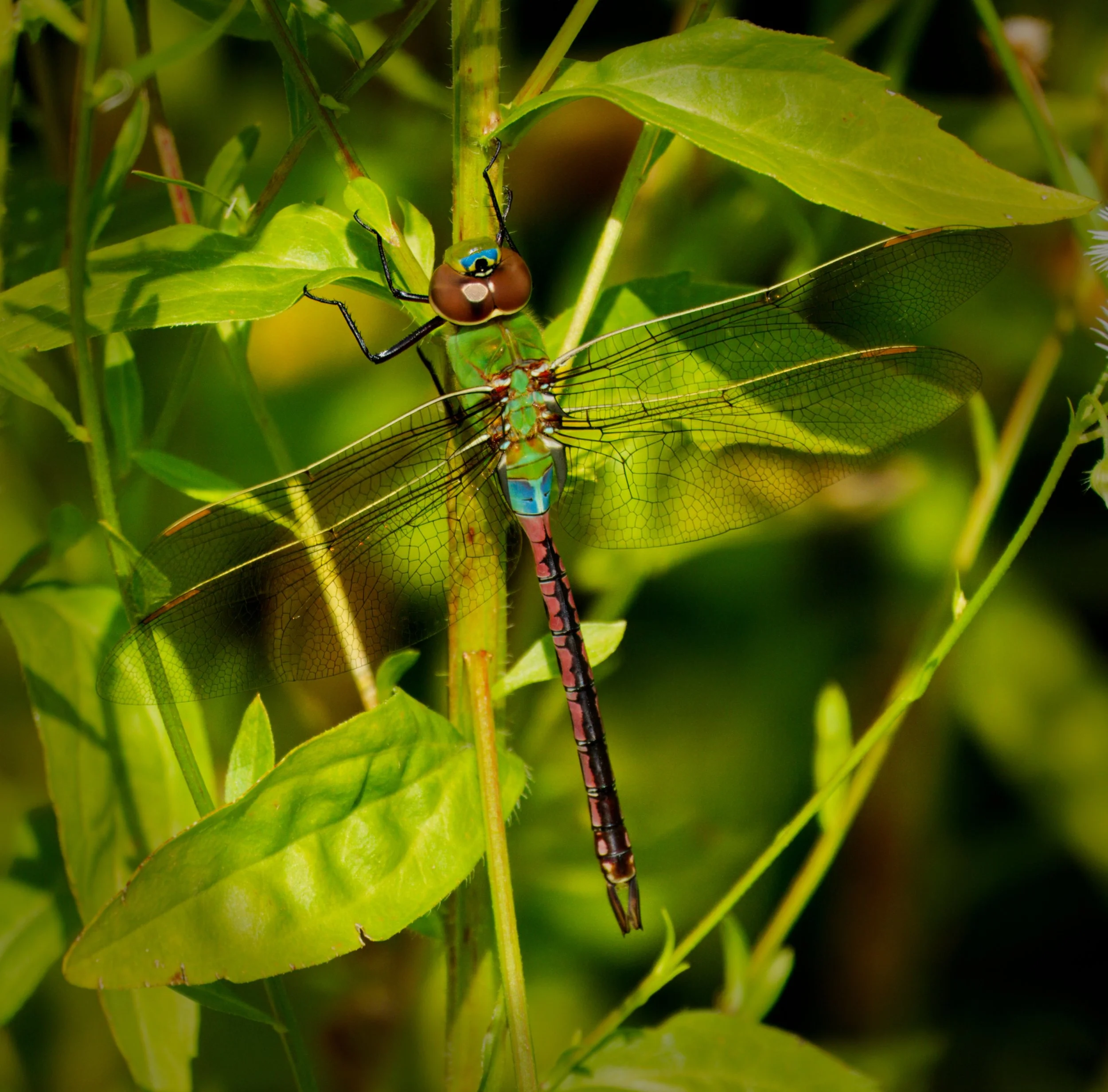 A Common Green Darner Dragonfly