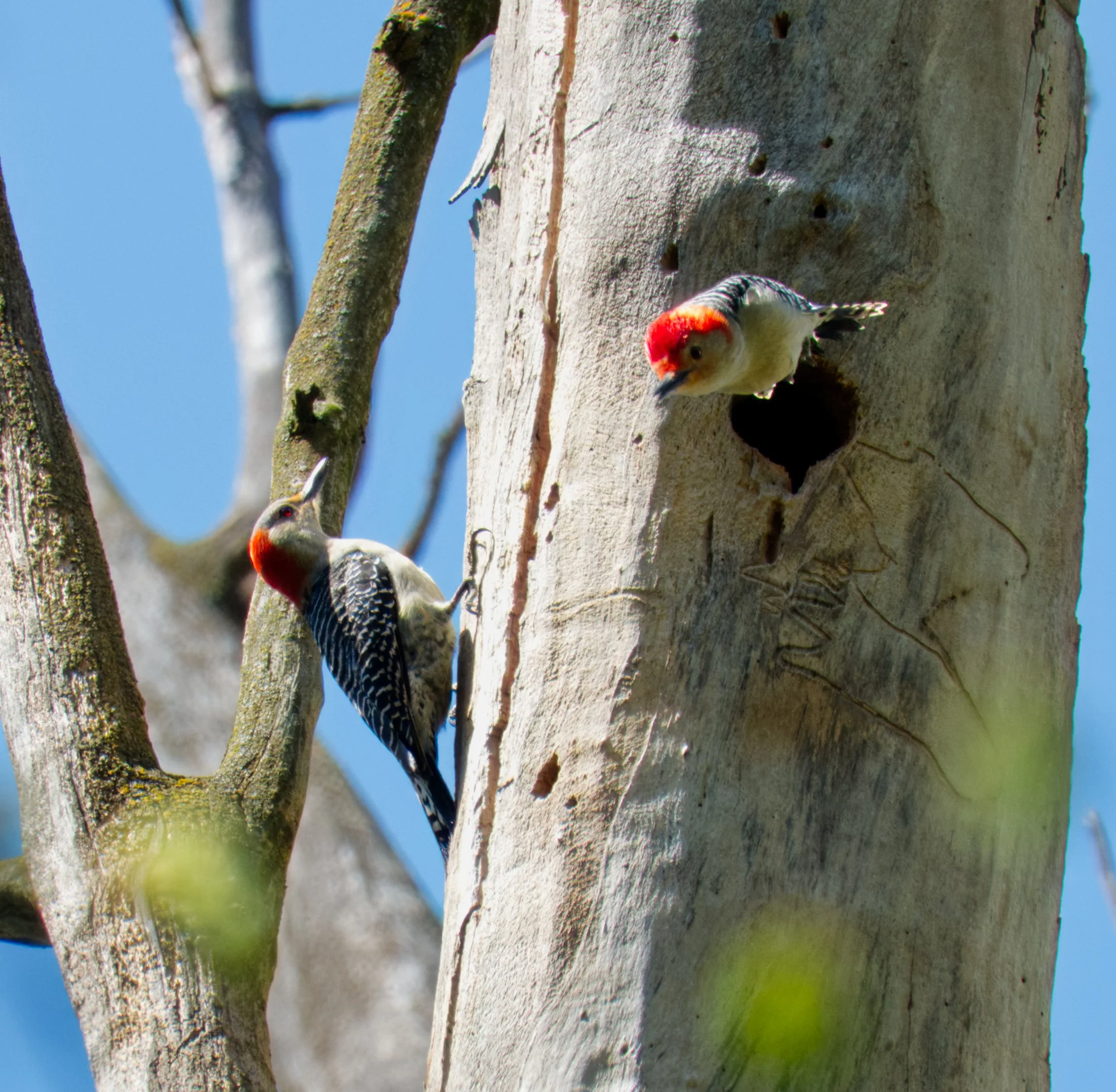 Northern Flicker, Pair, Yellow Creek Ravine, Toronto