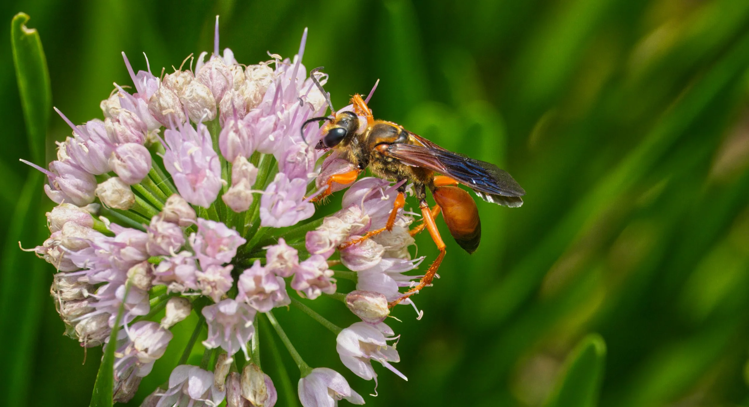 Great Golden Digger Wasp