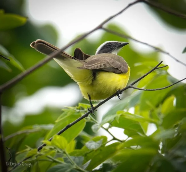 Flycatcher (Social Grey-capped ?)